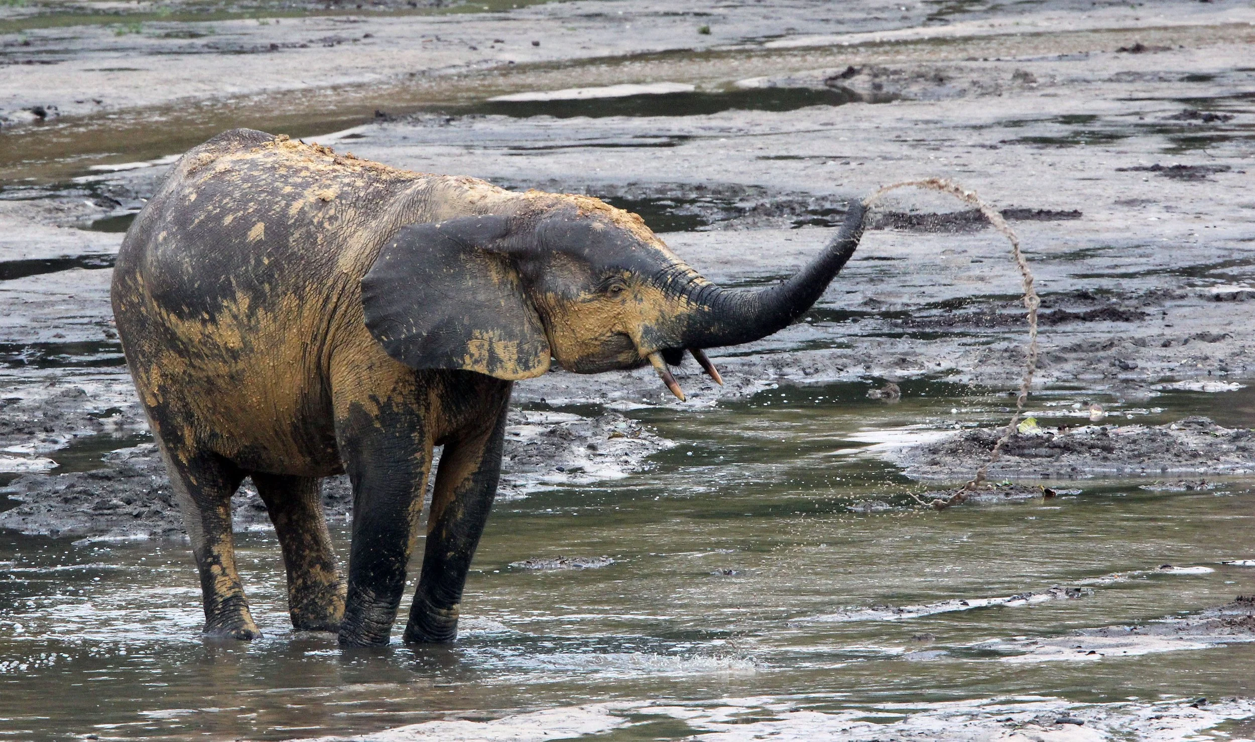 ELEPHANT - FOREST ELEPHANT - DZANGA BAI - DZANGA NDOKI NP CENTRAL AFRICAN REPUBLIC (95).JPG
