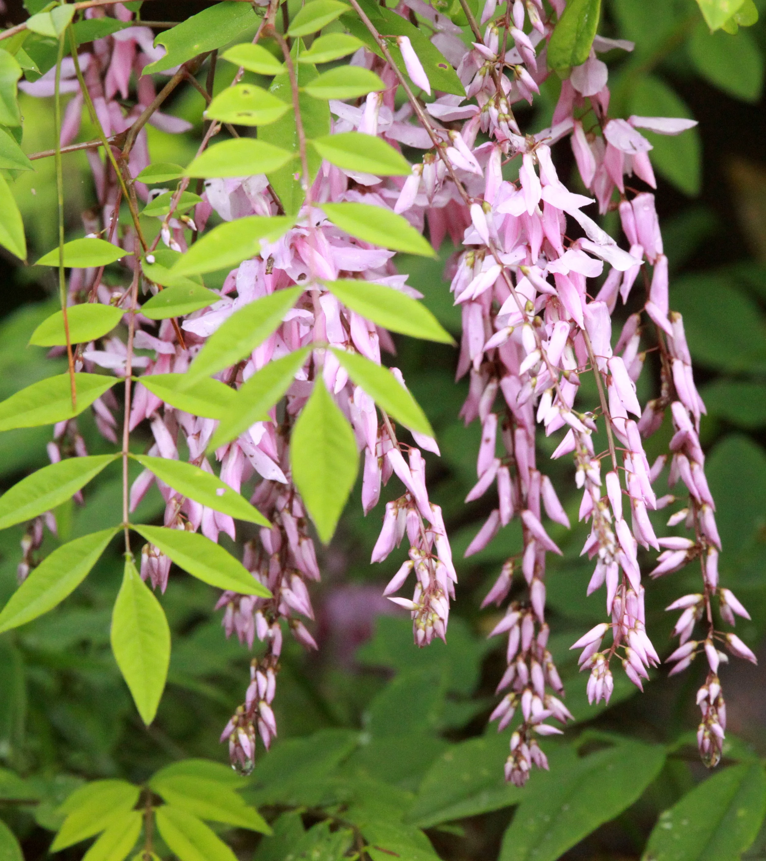GUNIUJIANG NATURE RESERVE -  ANHUI PROVINCE CHINA (2).JPG