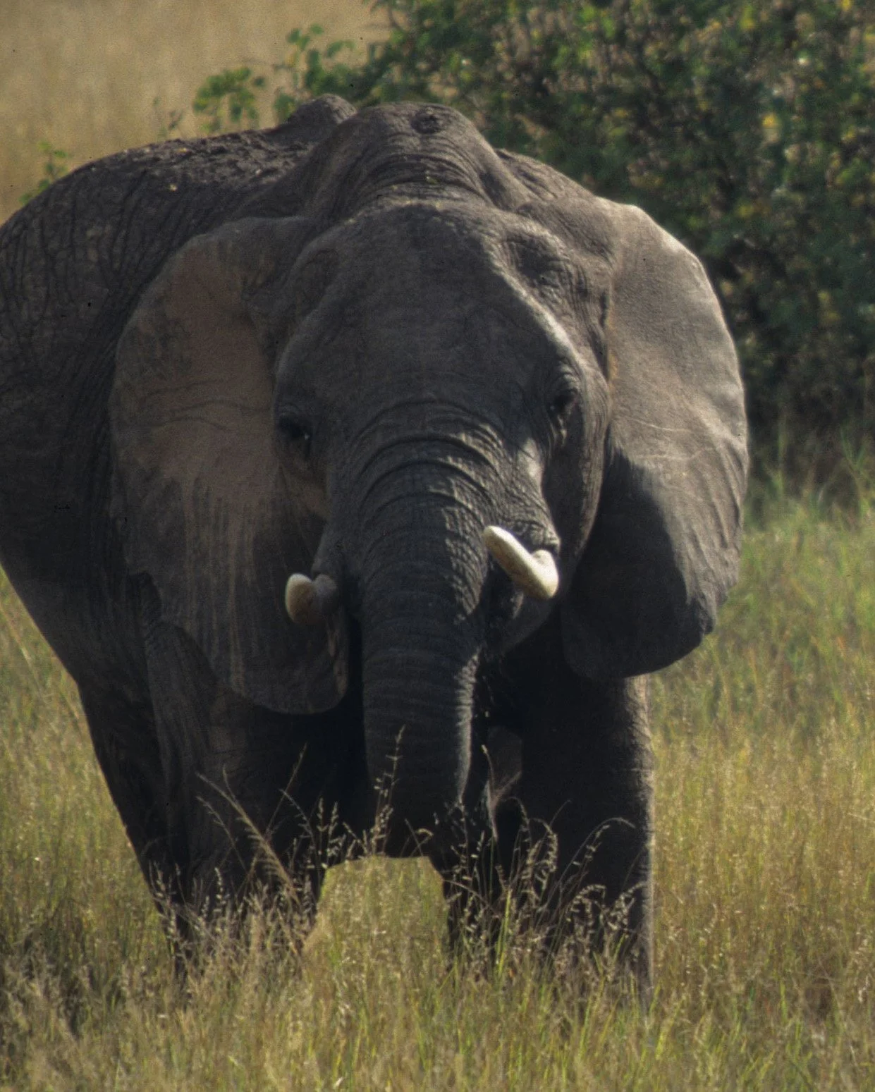 ELEPHANT - SERENGETI 34A.jpg