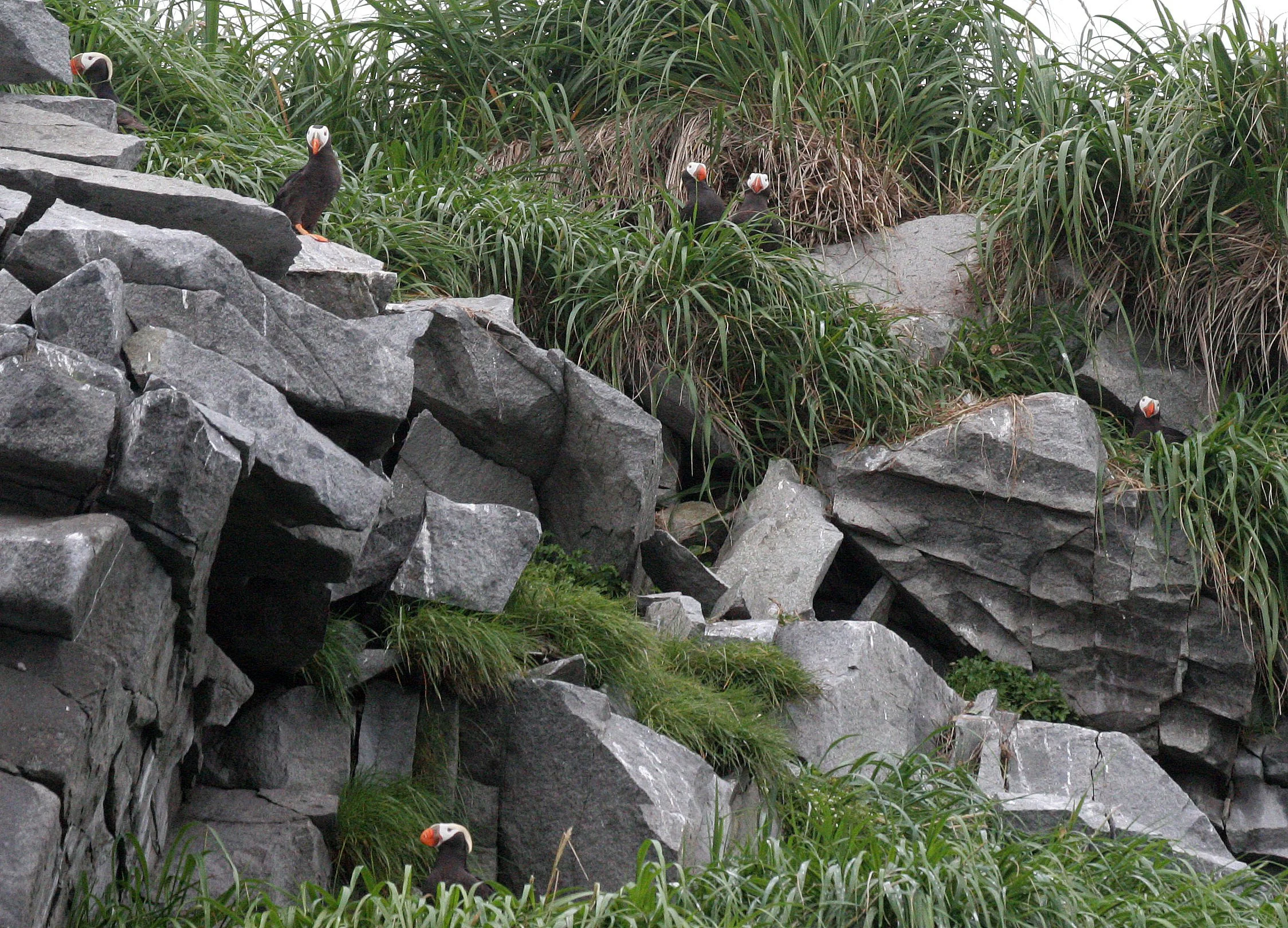Fratercula cirrhata - TUFTED PUFFIN - COAST OF KAMCHATKA (79).jpg