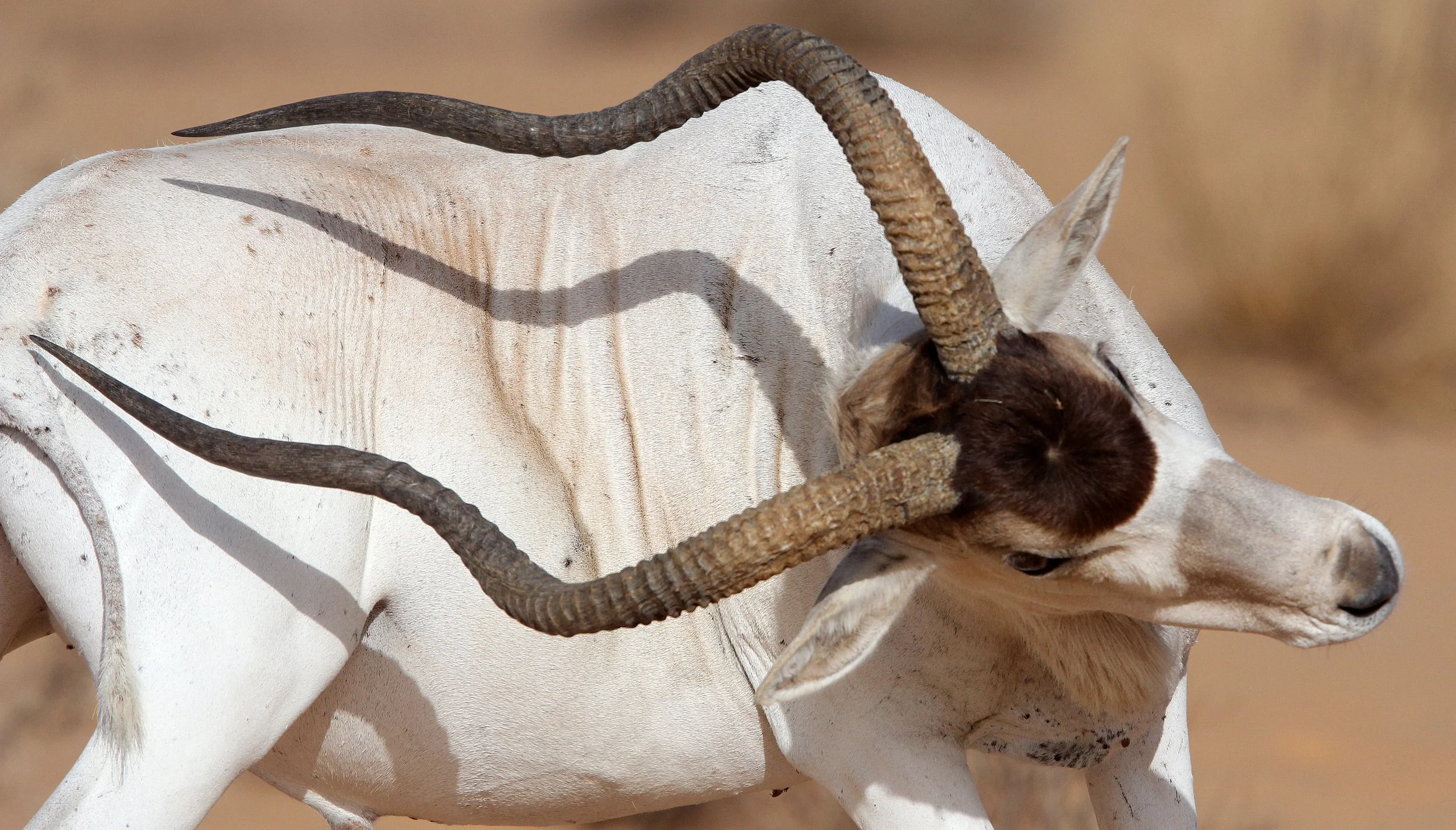 ADDAX - Addax nasomaculatus - JEBIL NATIONAL PARK TUNISIA (125).JPG