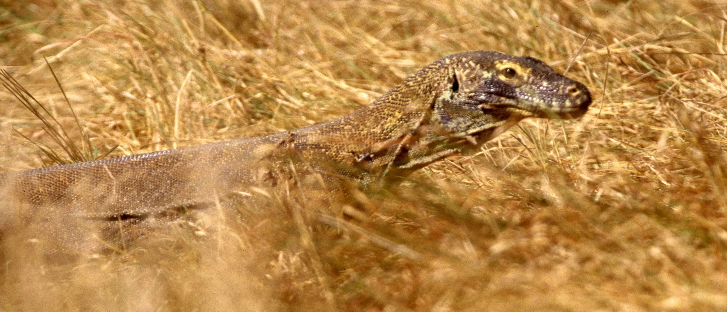 REPTILE - MONITOR LIZARD - KOMODO DRAGON - RINJA ISLAND O.jpg