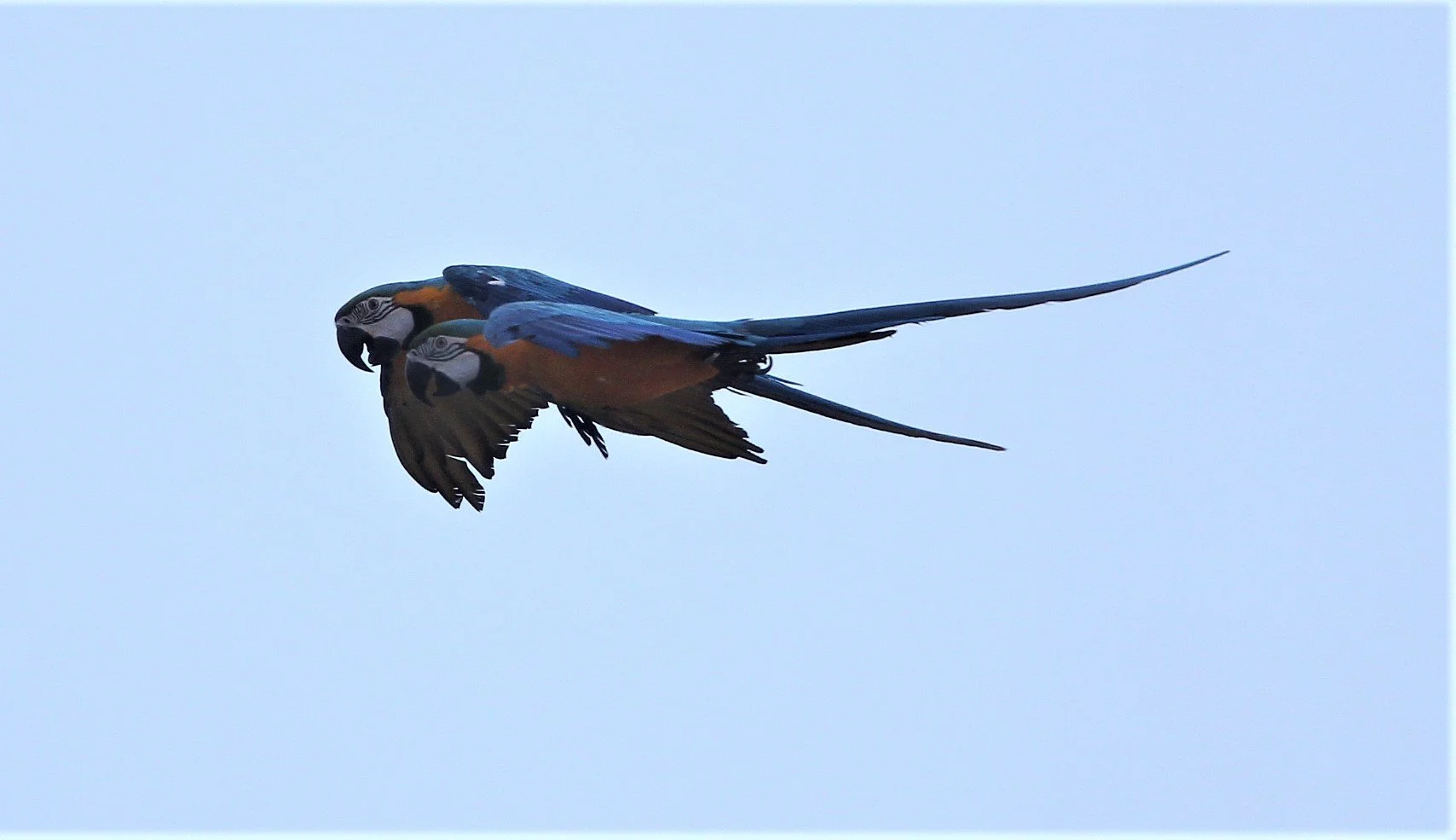 BIRD - MACAW - BLUE & YELLOW MACAW - PAK NAM THAILAND QQ.jpg
