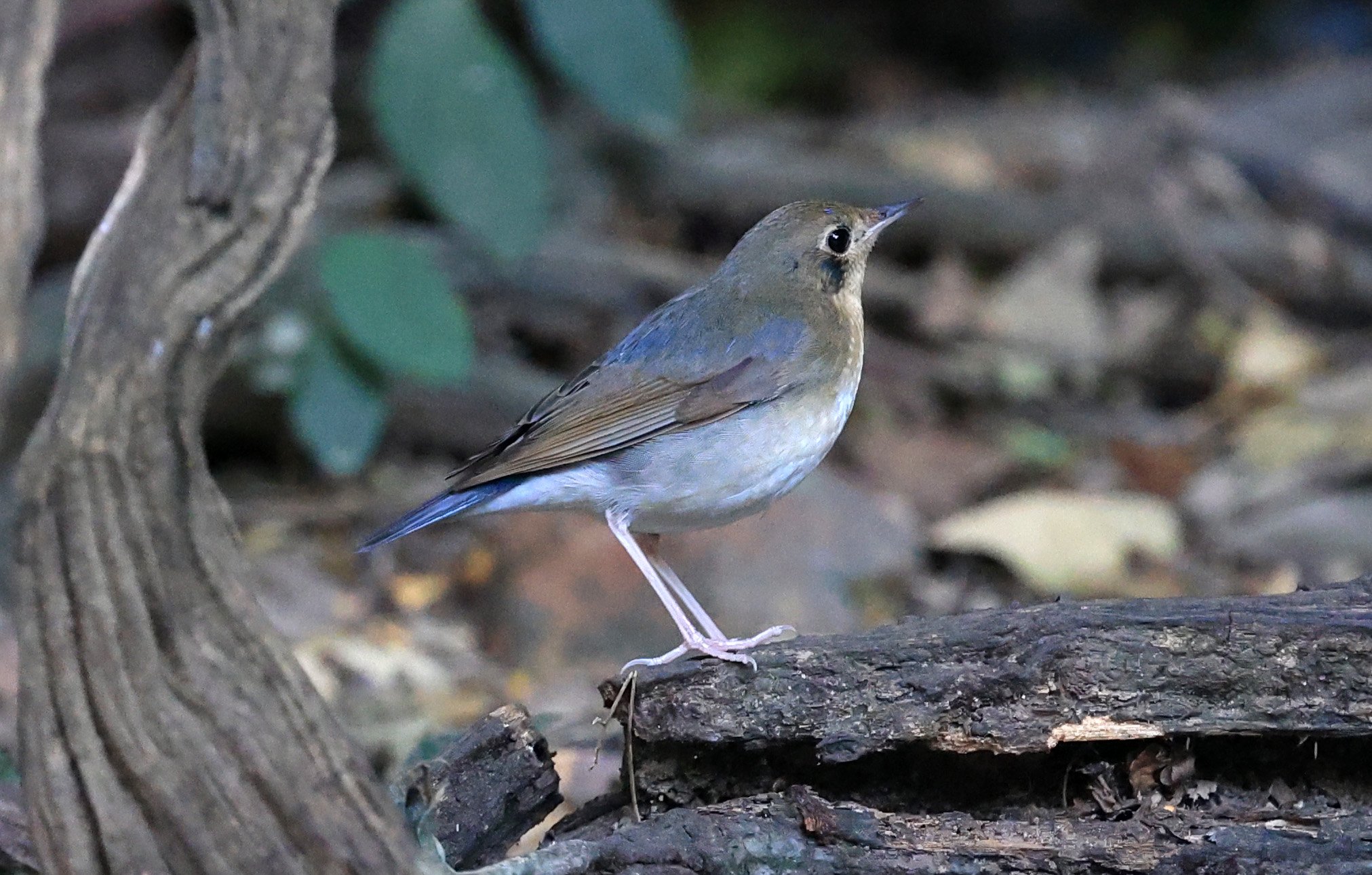 Siberian Blue Robin (Larvivora cyane) Kaeng Krachan National Park ESS Expedition 2026 (8).jpg
