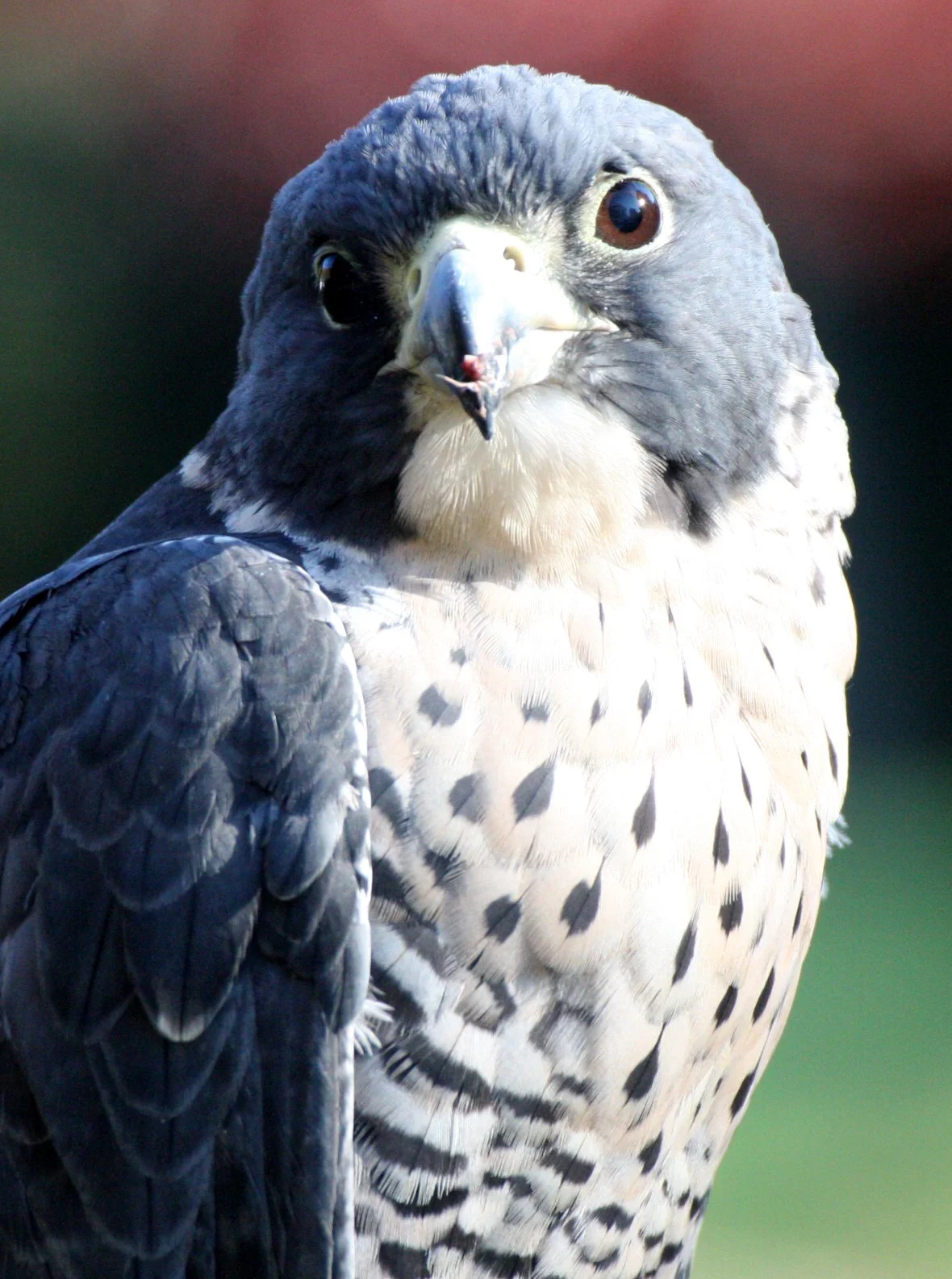 BIRD - FALCON - PEREGRINE FALCON - WOODLAND PARK.JPG
