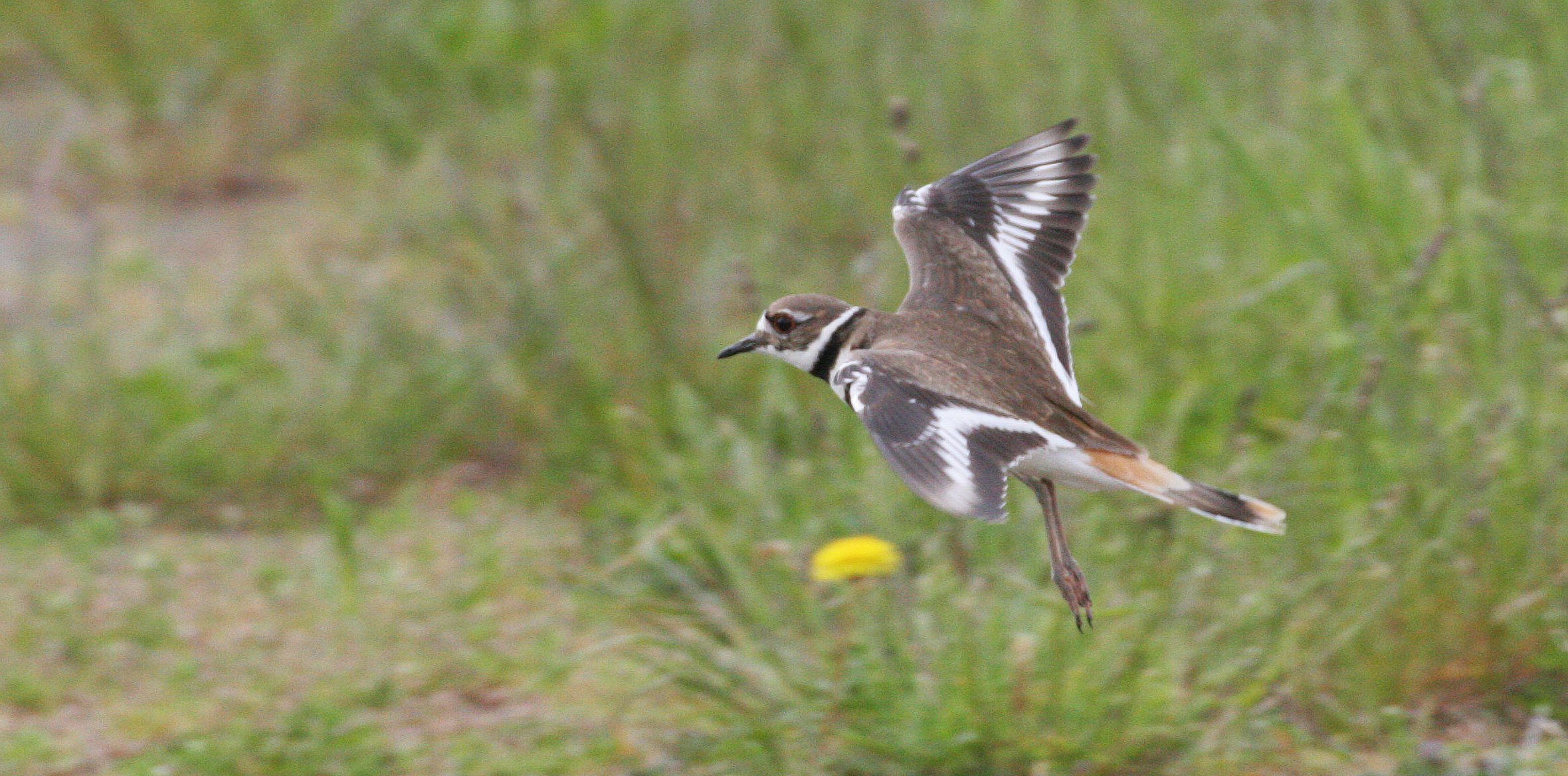 BIRD - KILLDEER - SEQUIM WA (26).JPG