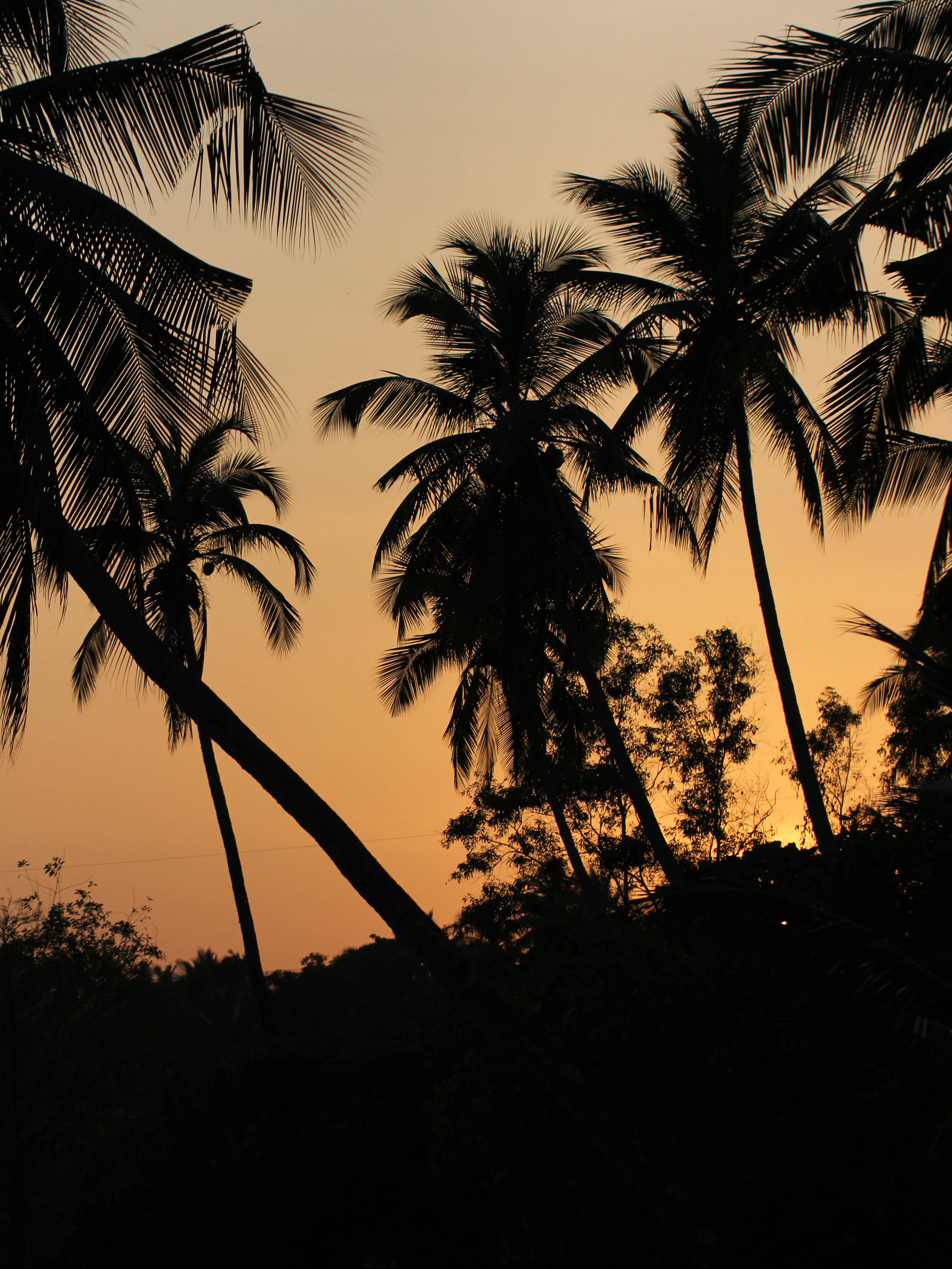 NIGAMBU FOREST AREA SRI LANKA PHOTO BY SOM SMITH (4).JPG