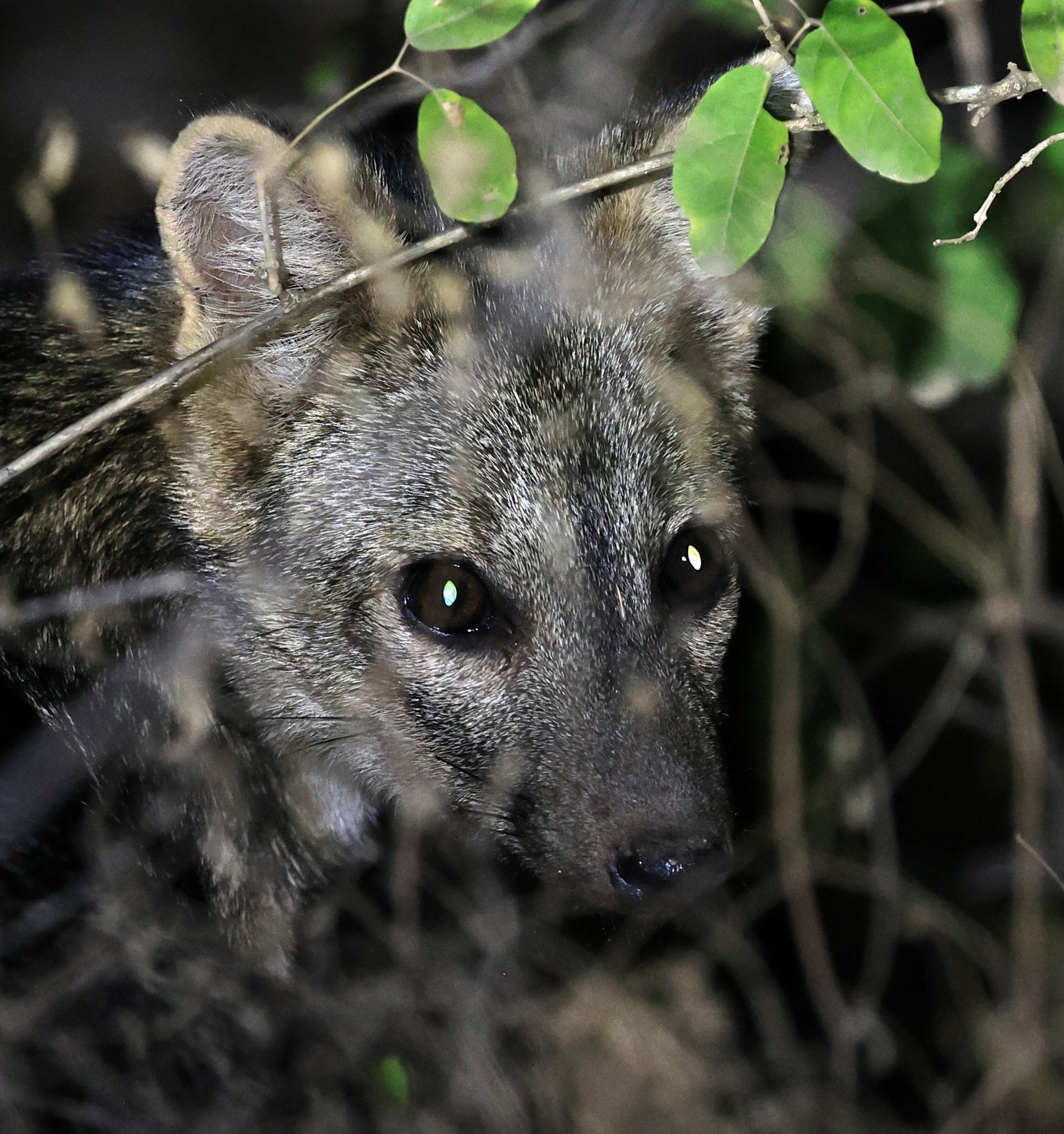 Crab-eating Fox (Cerdocyon thous) Agua Dulce Paraguay (60).jpg