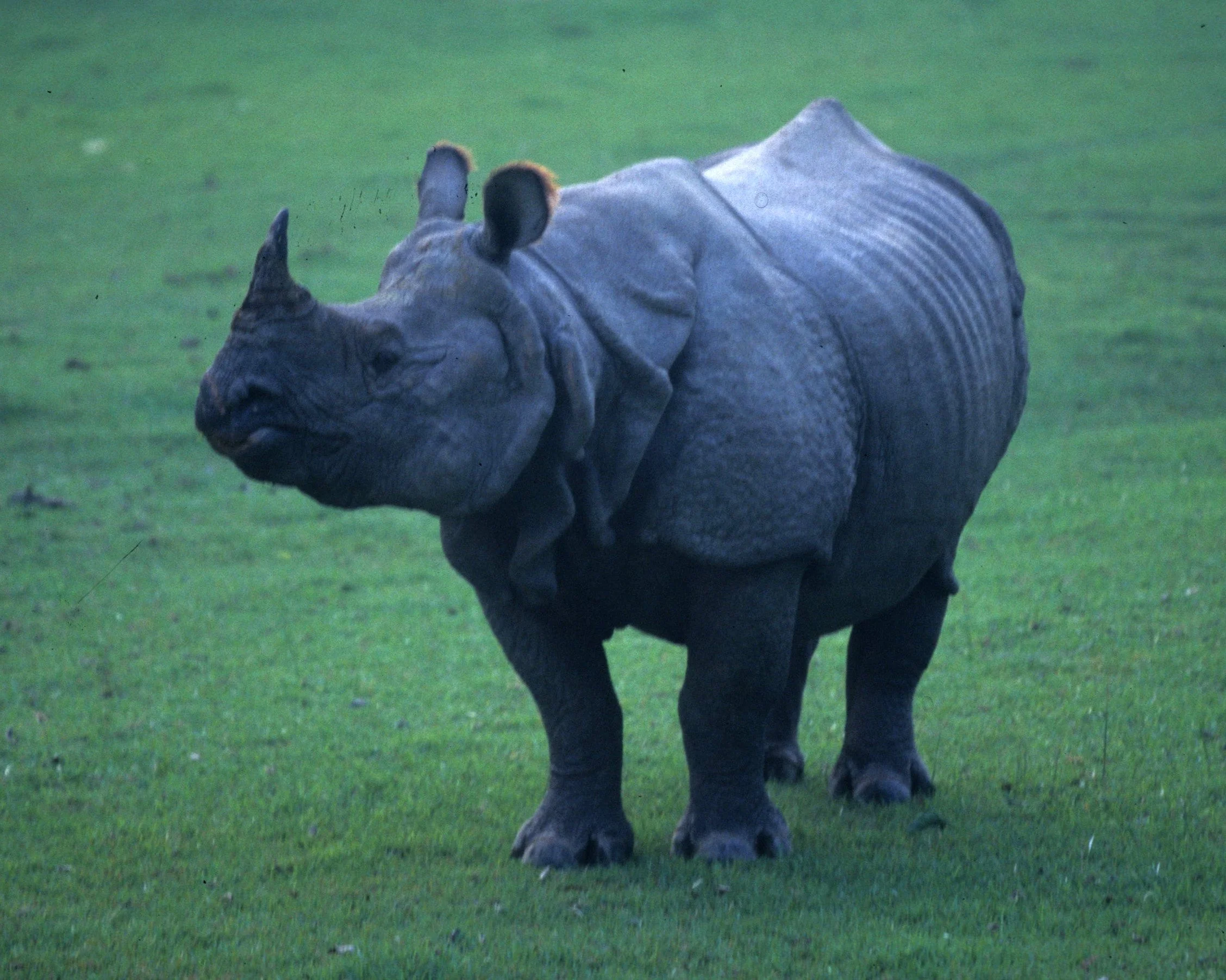 RHINO - ASIAN RHINOCEROUS SPECIES - CHITWAN NP NEPAL.jpg