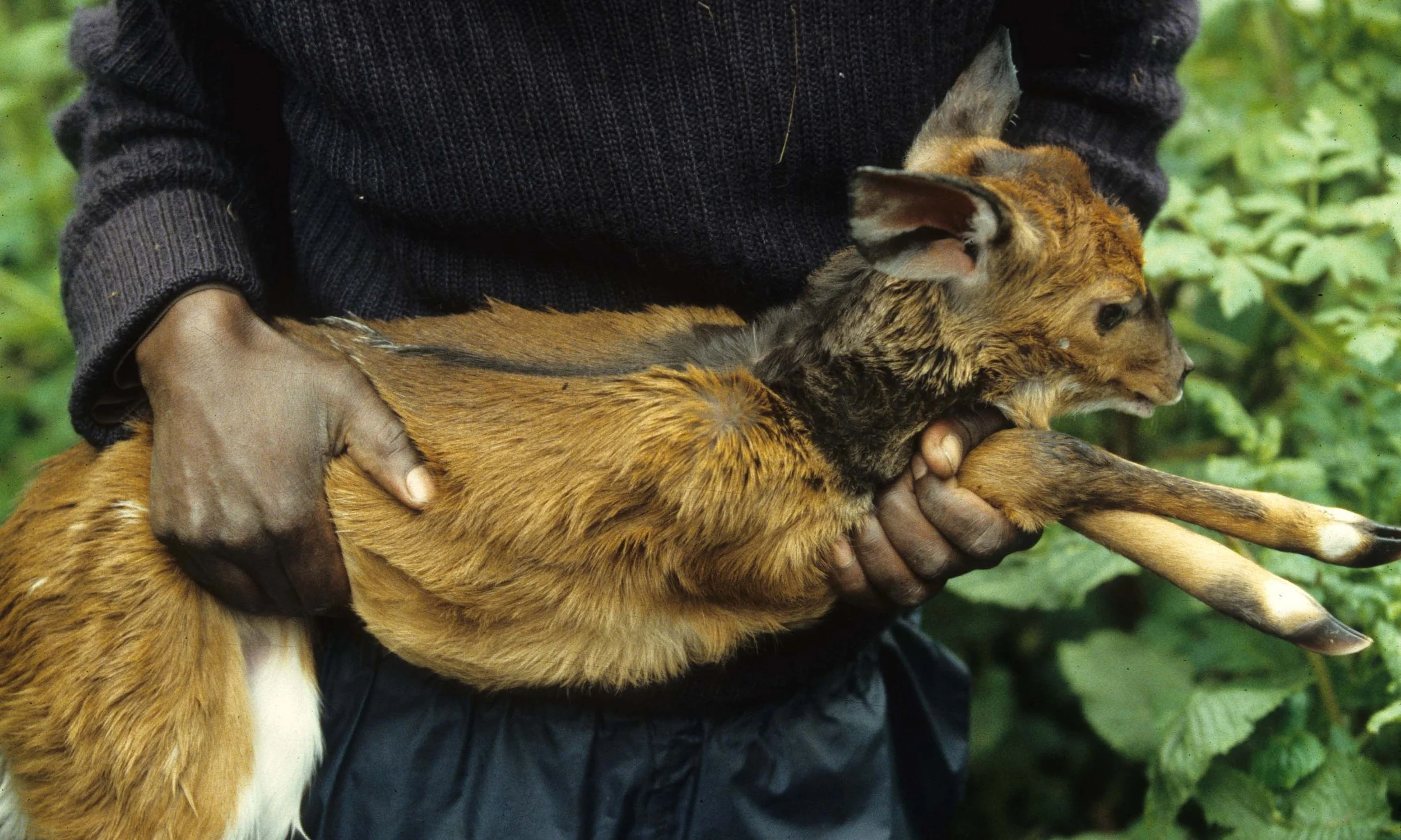 BOVID - BUSHBUCK - RWANDA - PARC VULCANS.jpg