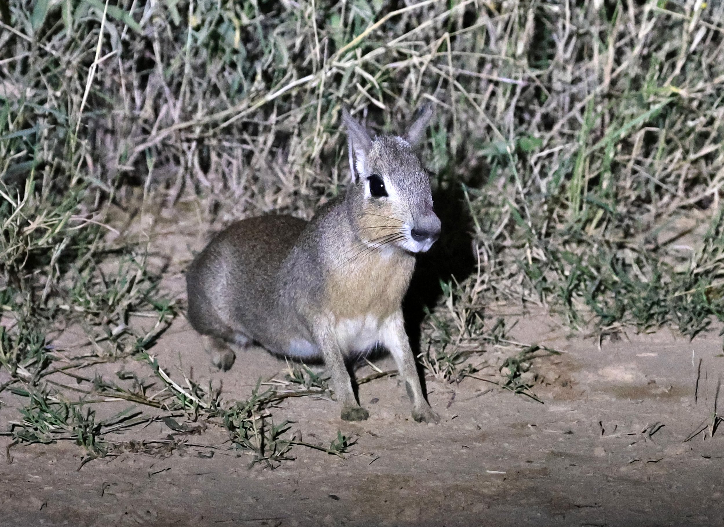 Chacoan Mara (Dolichotis salinicola) Hotel Campestre Iparoma Paraguay (8).jpg