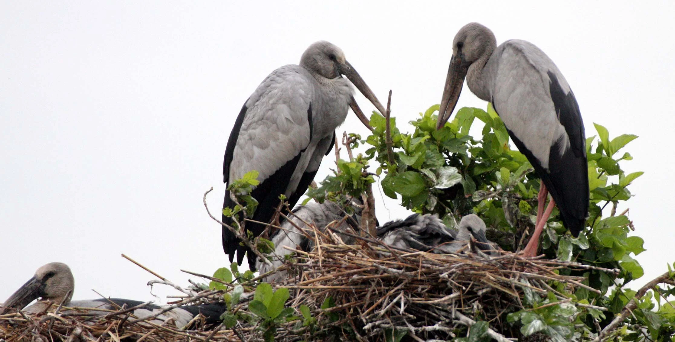 STORK - ASIAN OPENBILL - Anastomus oscitans - ROOKERY IN BUENG BORAPHET THAILAND - CHRISTMAS IN THAILAND TRIP 2008 (30).JPG