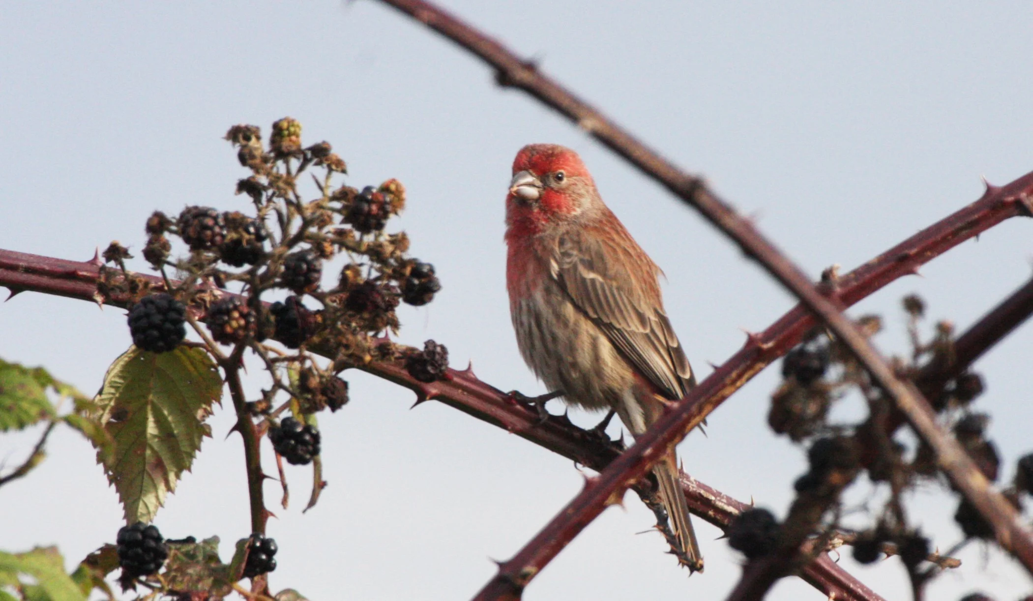 House Finch (Haemorhous mexicanus) Jamestown Washington (10).JPG