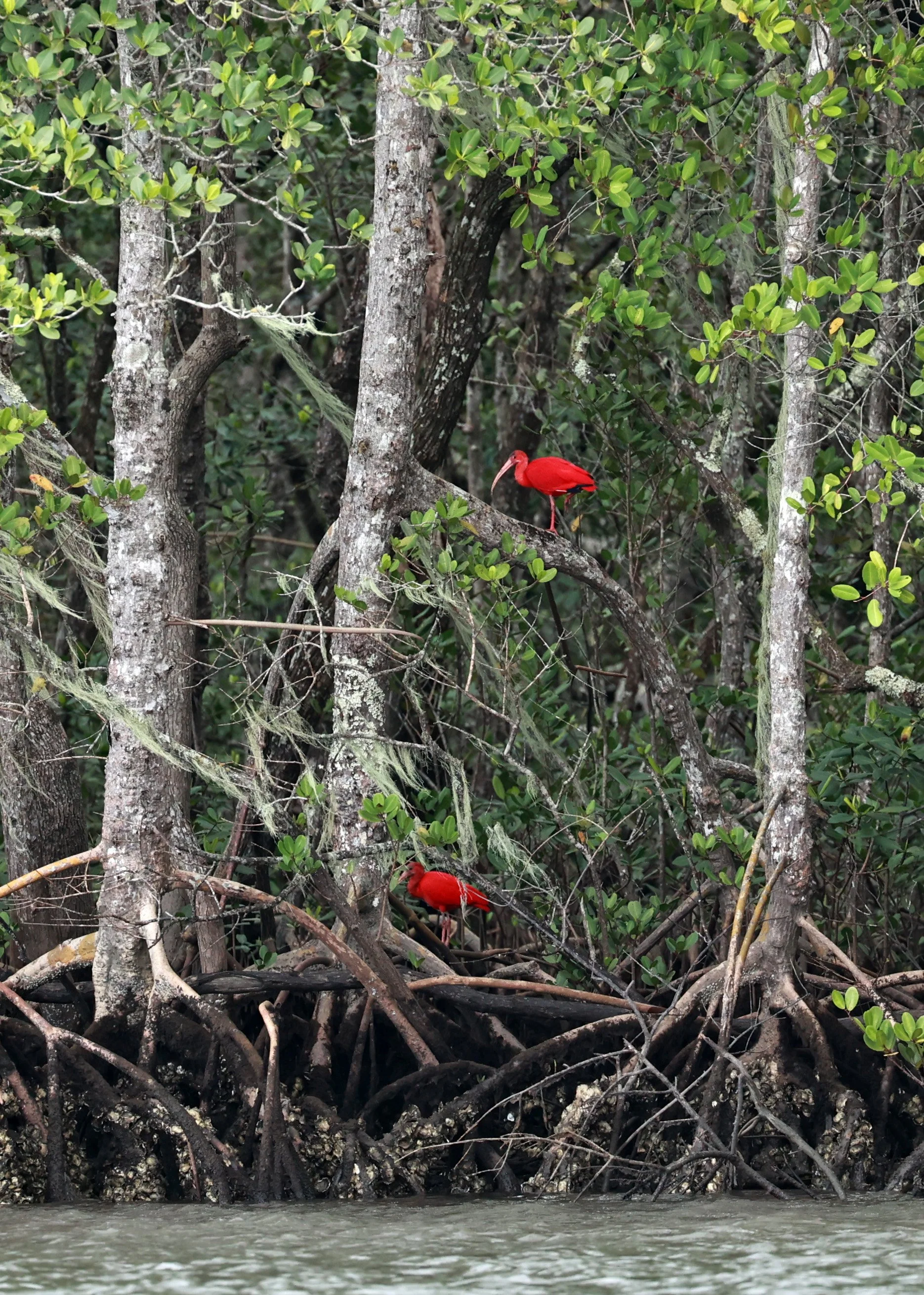 Scarlet Ibises (Eudocimus ruber) Superagüi National Park, Brazil (2).jpg