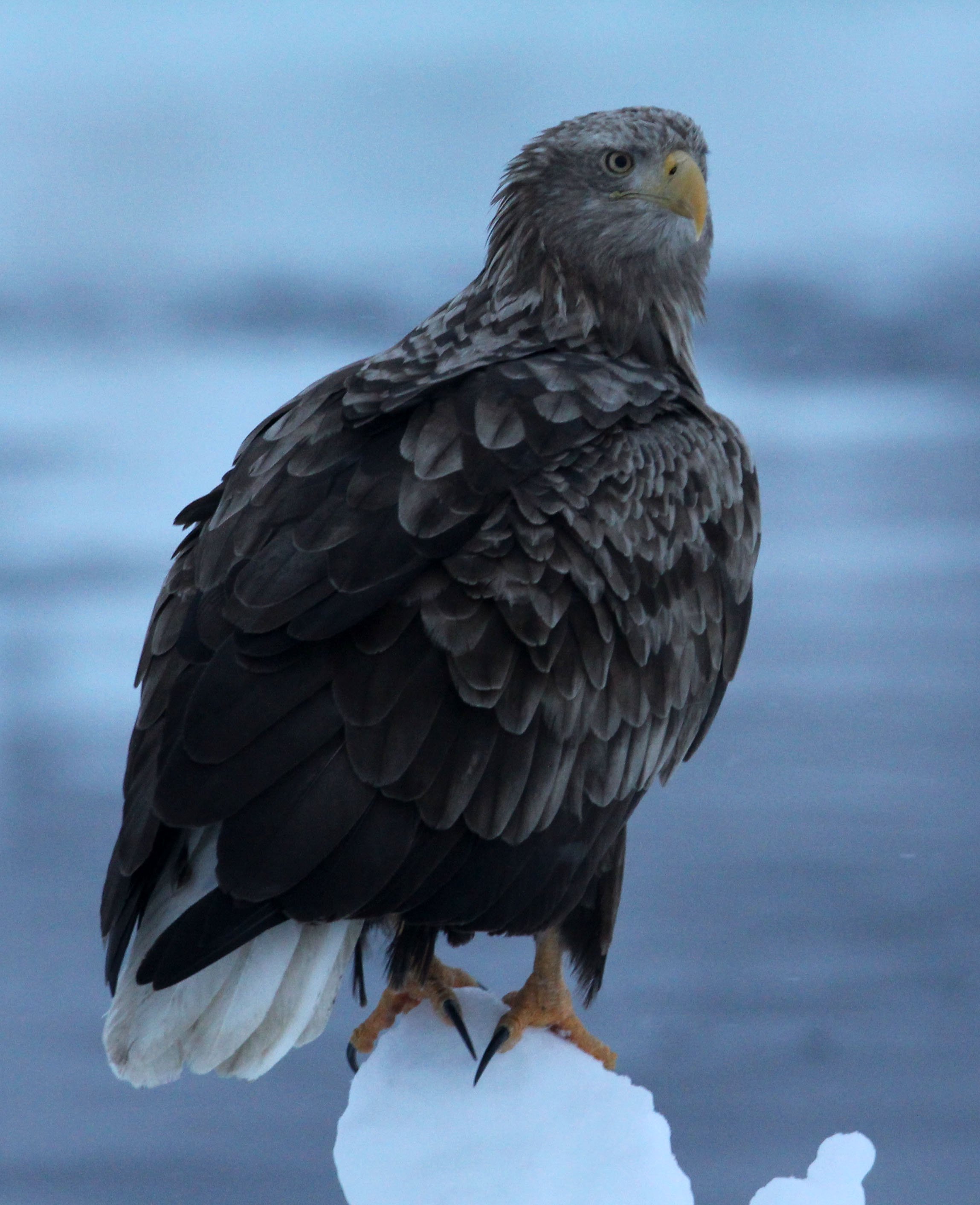 Haliaeetus albicilla - WHITE-TAILED EAGLE - RAUSU, SHIRETOKO PENINSULA, HOKKAIDO JAPAN (377).JPG