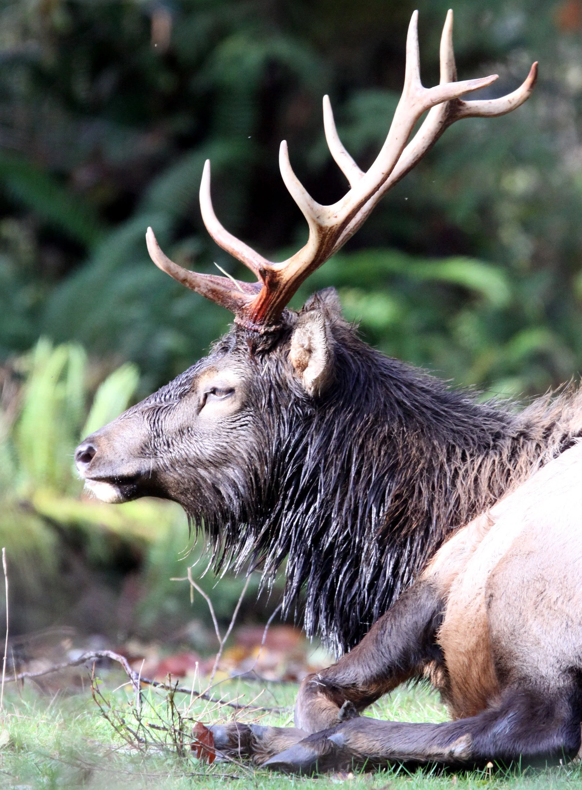 Cervus canadensis roosevelti - ROOSEVELT ELK - HOH RAINFOREST WA (32).JPG