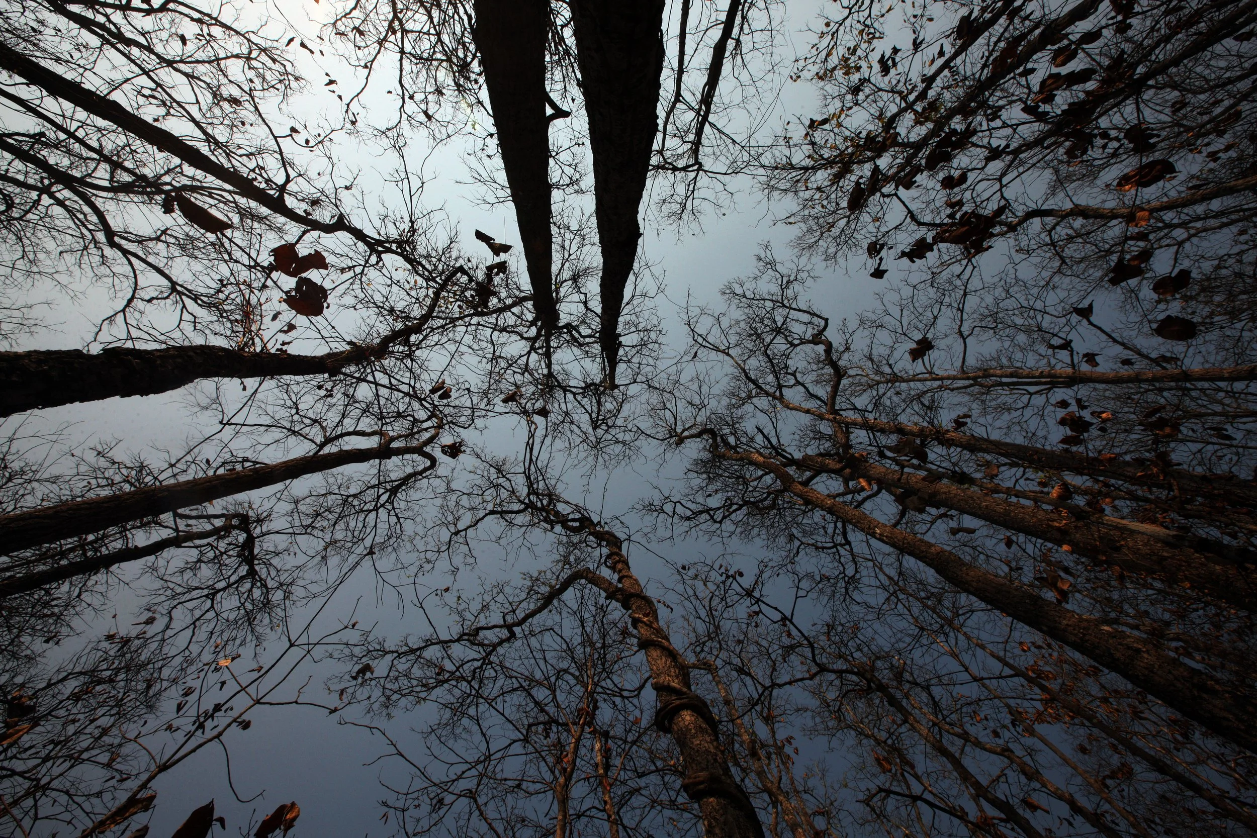 2015 Huai Kha Khaeng Khao Ban Dai Camp with Bruce Kekule (82).JPG
