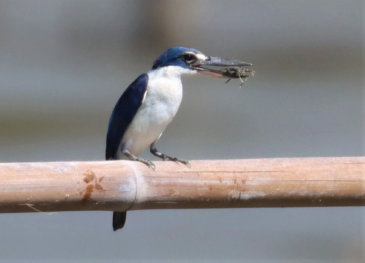 KINGFISHER - COLLARED KINGFISHER - Todiramphus chloris - Mangrove Forest Research Center Samut Sakorn (39).jpg