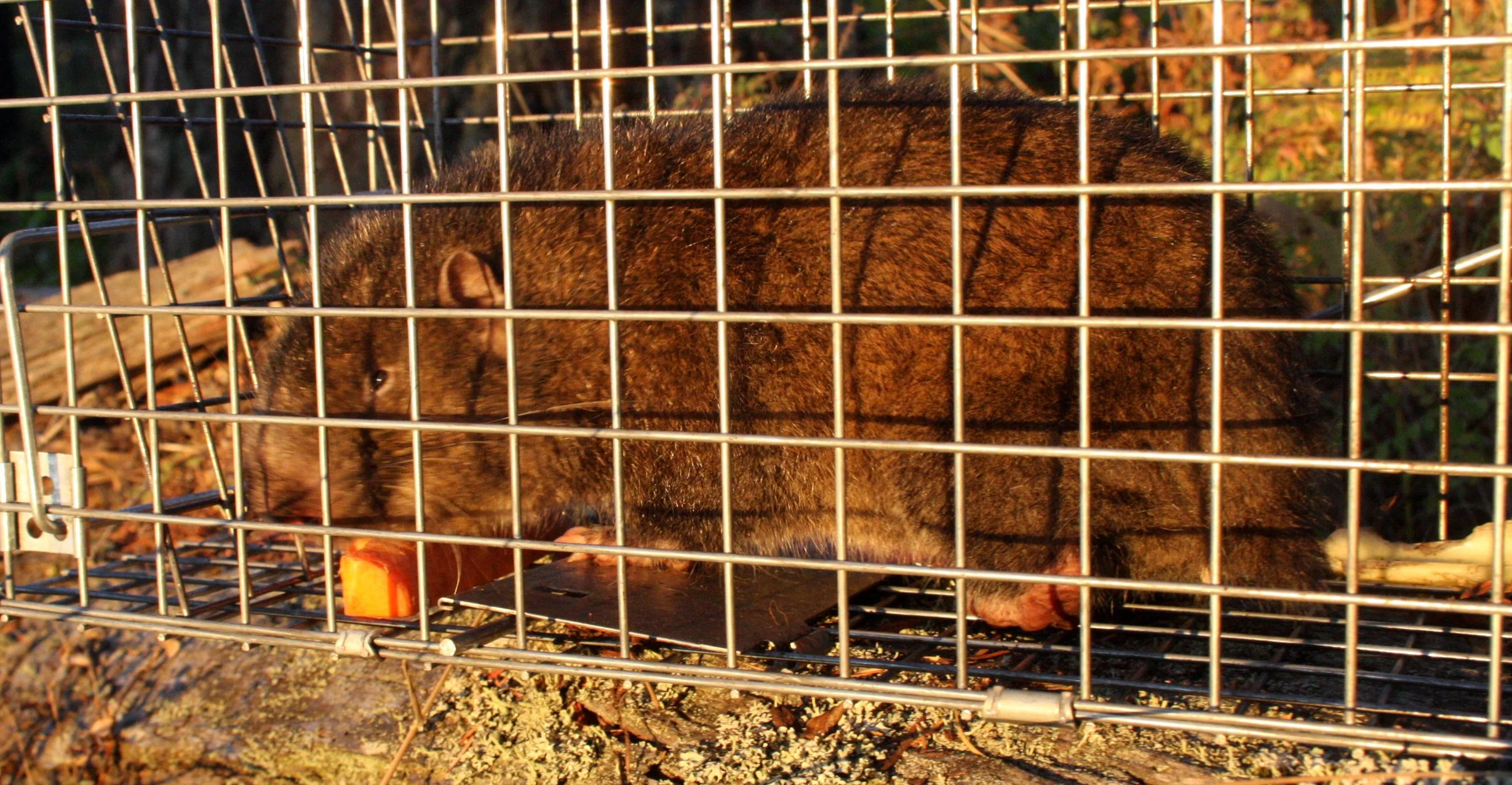 RODENT - MOUNTAIN BEAVER - LAKE FARM TRAILS WA (3).JPG