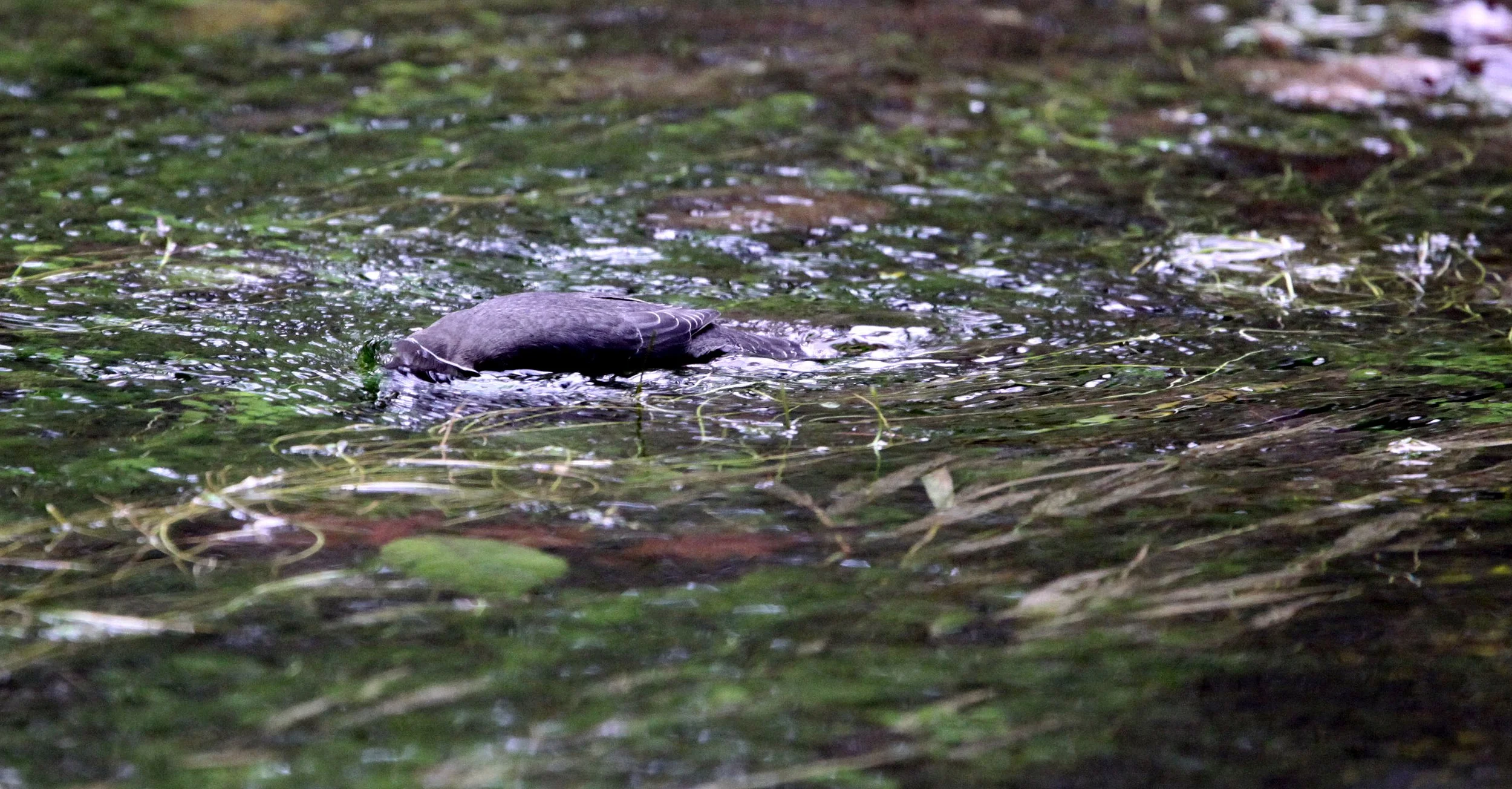 American dipper (Cinclus mexicanus) Hoh Rainforest Washington State (19).JPG