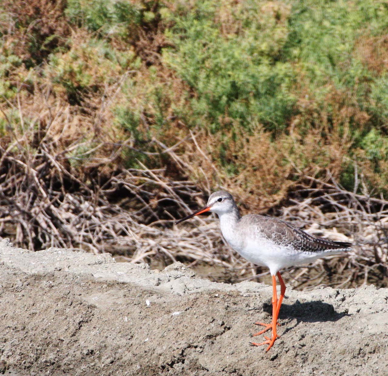 BIRD - REDSHANK - COMMON REDSHANK - TRINGA TOTANUS - SOUTH OF BKK - CHRISTMAS IN THAILAND TRIP 2008 (5).JPG