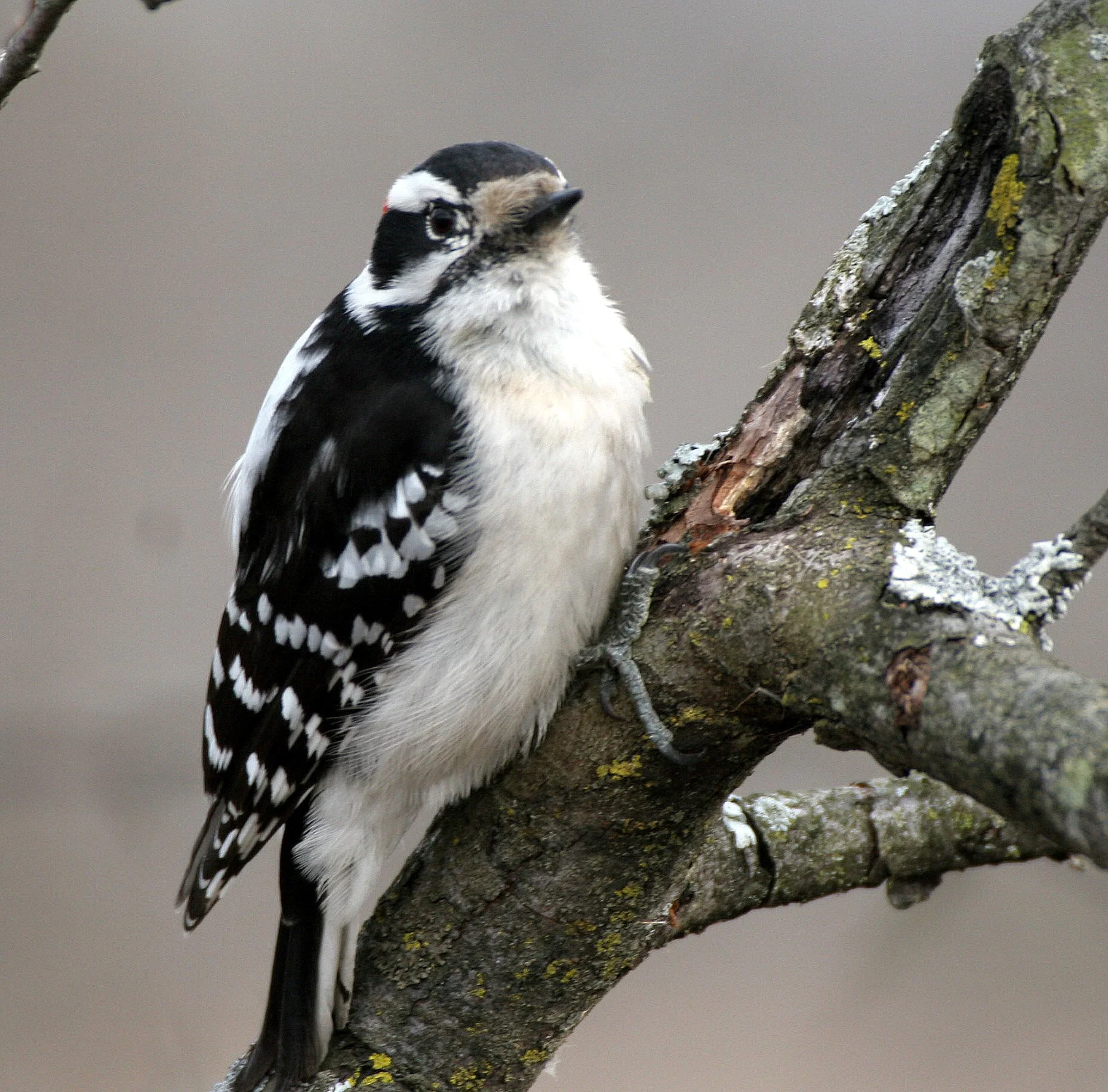 BIRD - WOODPECKER - DOWNY WOODPECKER - LINCOLN MARSH ILLINOIS (26).JPG