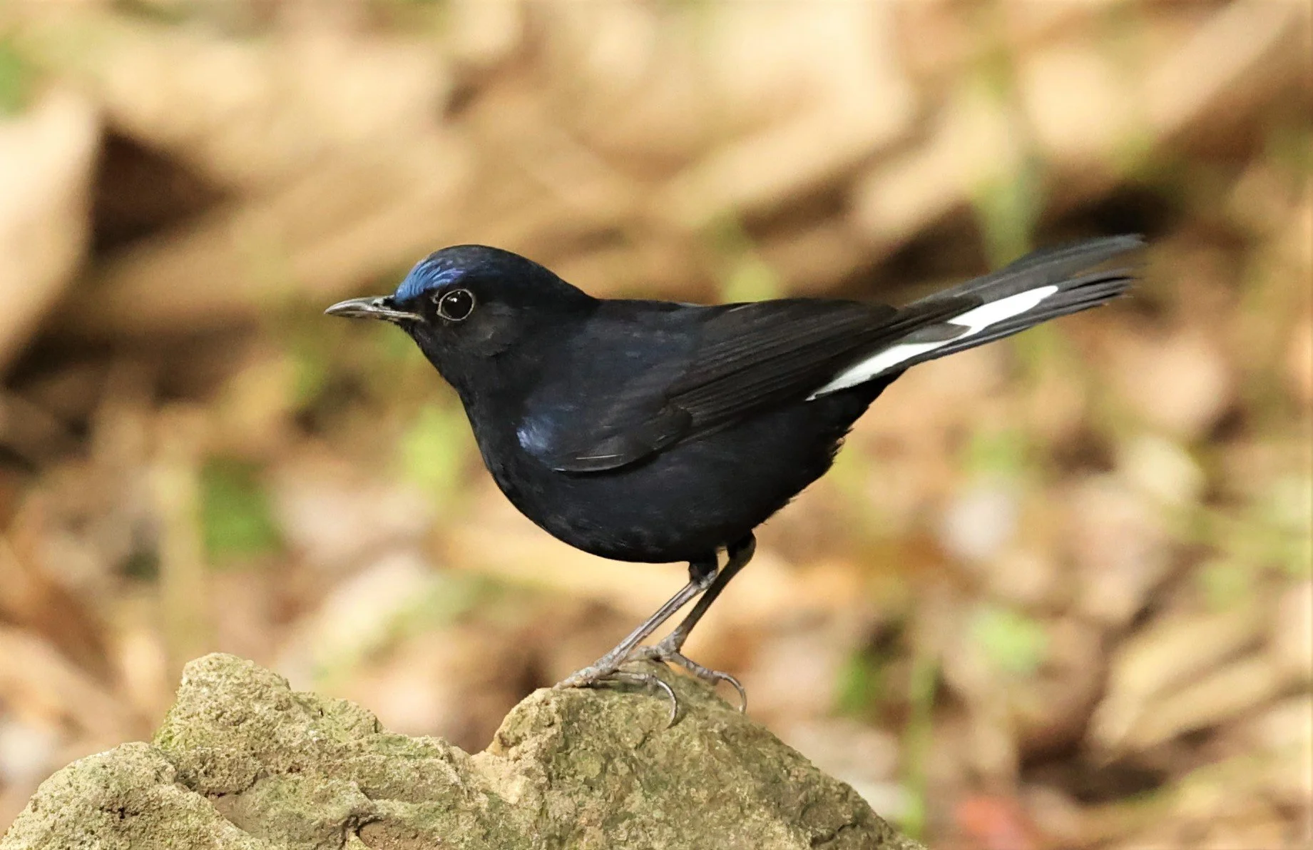 ROBIN - WHITE-TAILED ROBIN - Myiomela leucura - DOI ANG KHANG CHIANG MAI (8).jpg