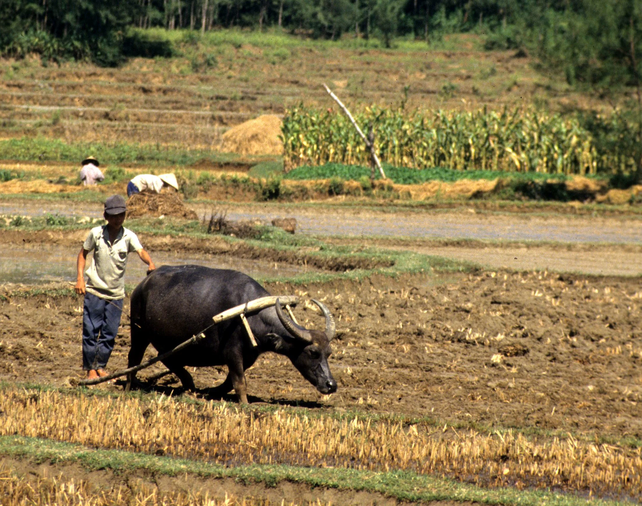 MY LAI - MASSACRE SITE (3).jpg