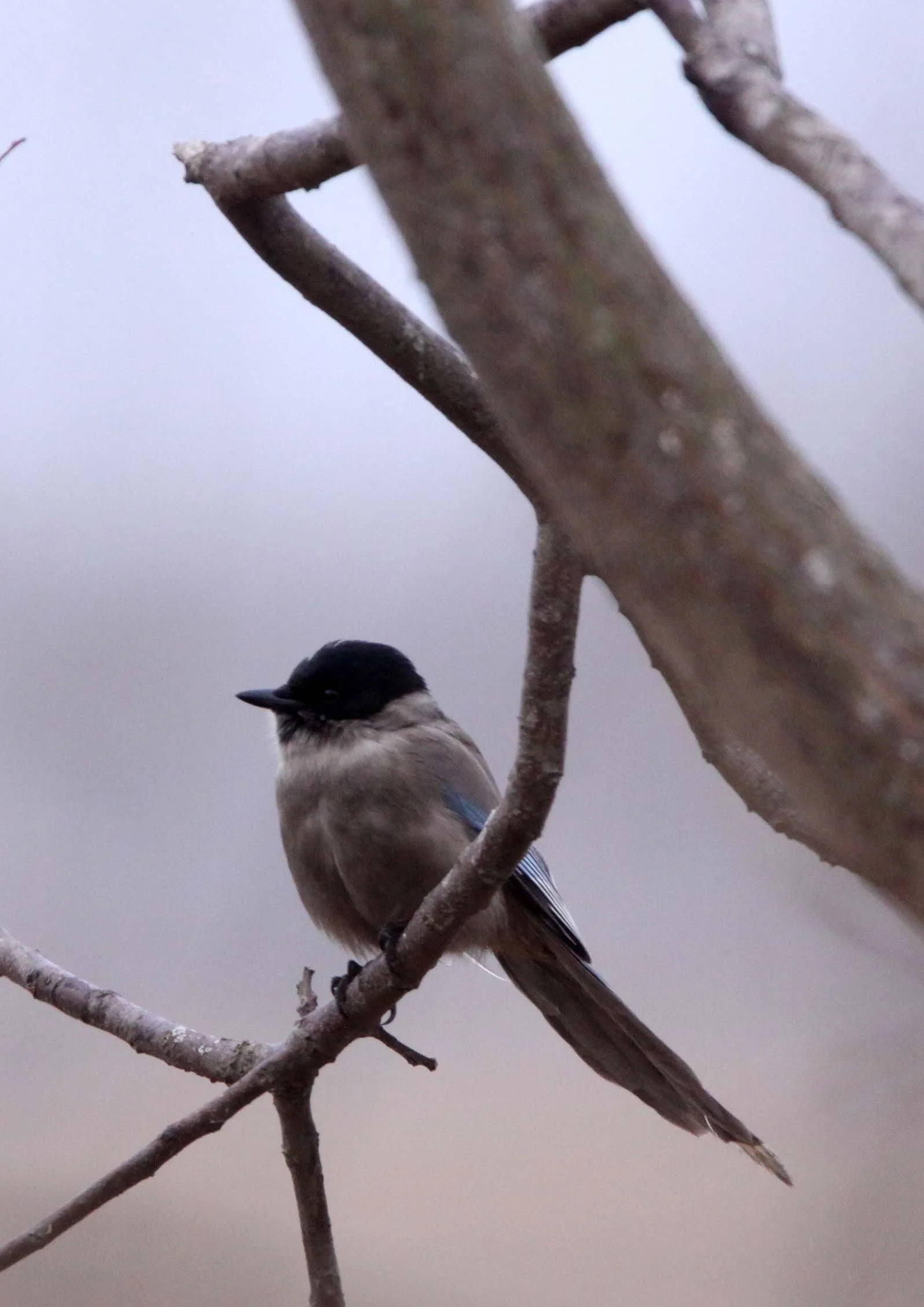 BIRD - MAGPIE - AZURE-WINGED MAGPIE- YANCHENG CHINA (6).JPG