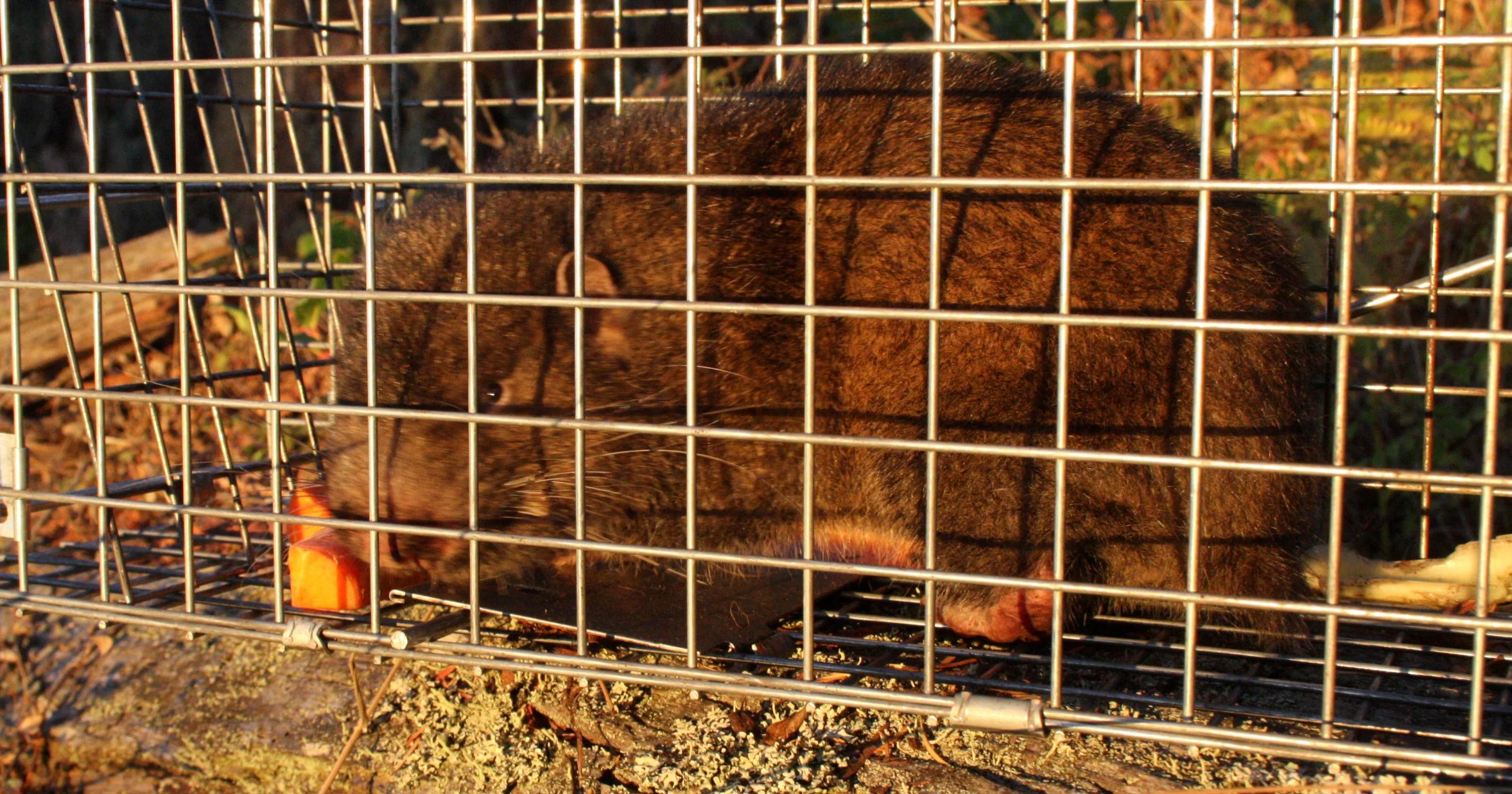 RODENT - MOUNTAIN BEAVER - LAKE FARM TRAILS WA (4).JPG