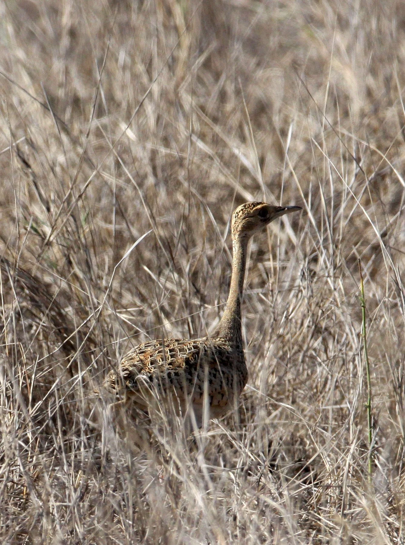 Lesser florican (Sypheotides indicus) Blackbuck NP, Gujarat India