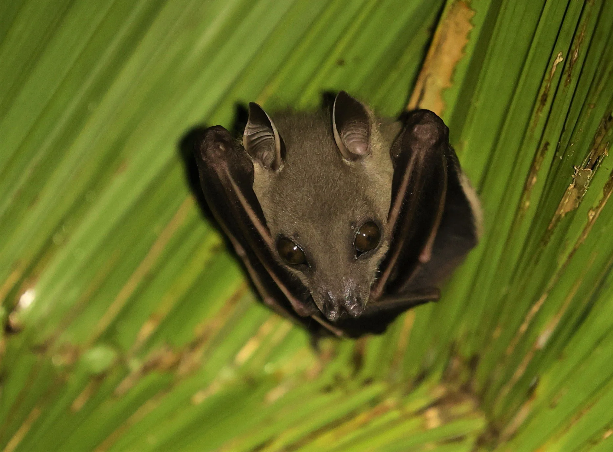 Sunda Short-nosed Fruit Bat (Cynopterus brachyotis) is one of the few bat species outside the Americas that constructs "tents" for roosting (Note the crimped leaf of the palm). Unlike most bats that simply find existing shelters, these bats actively 