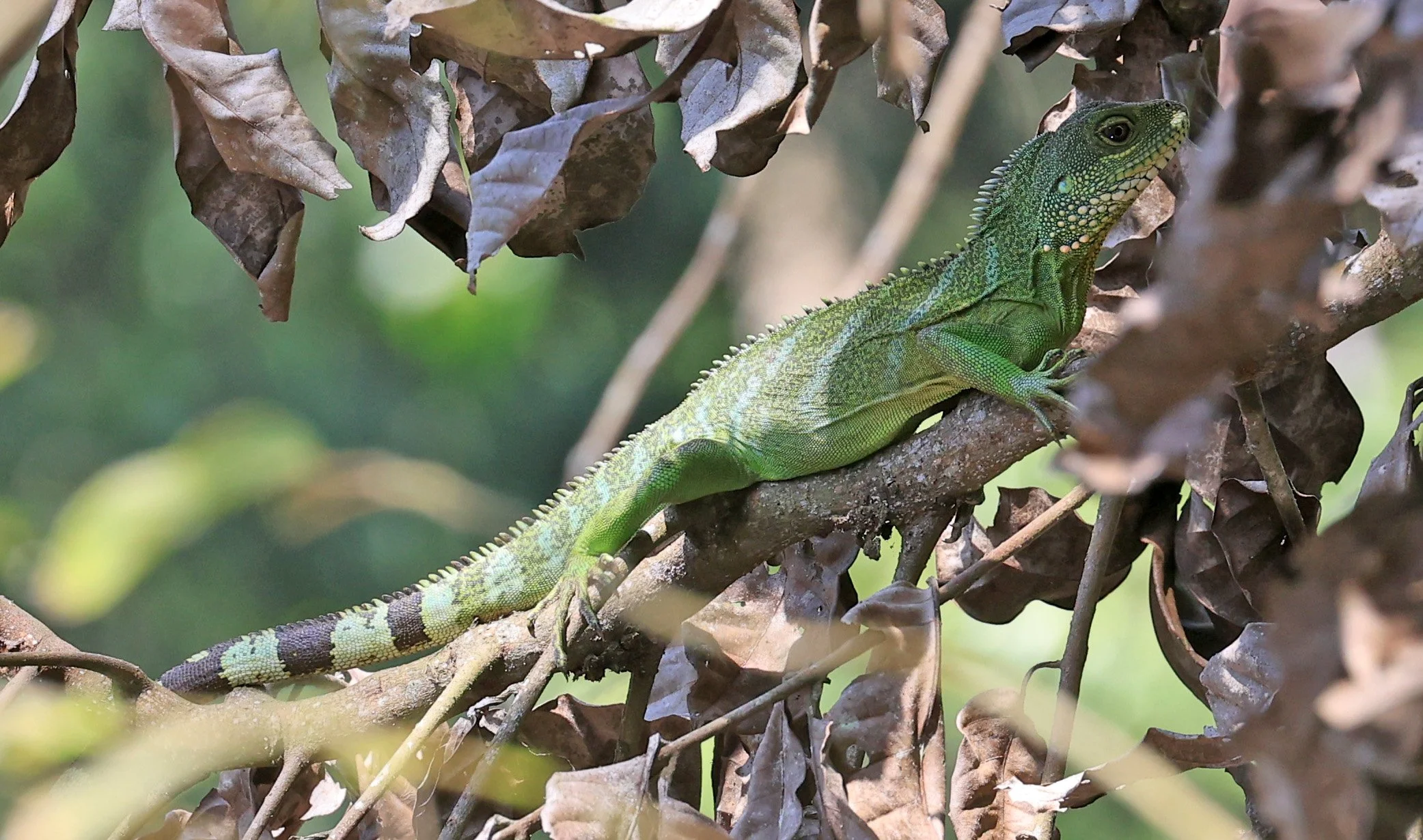 Chinese Water Dragon (Physignathus cocincinus) 