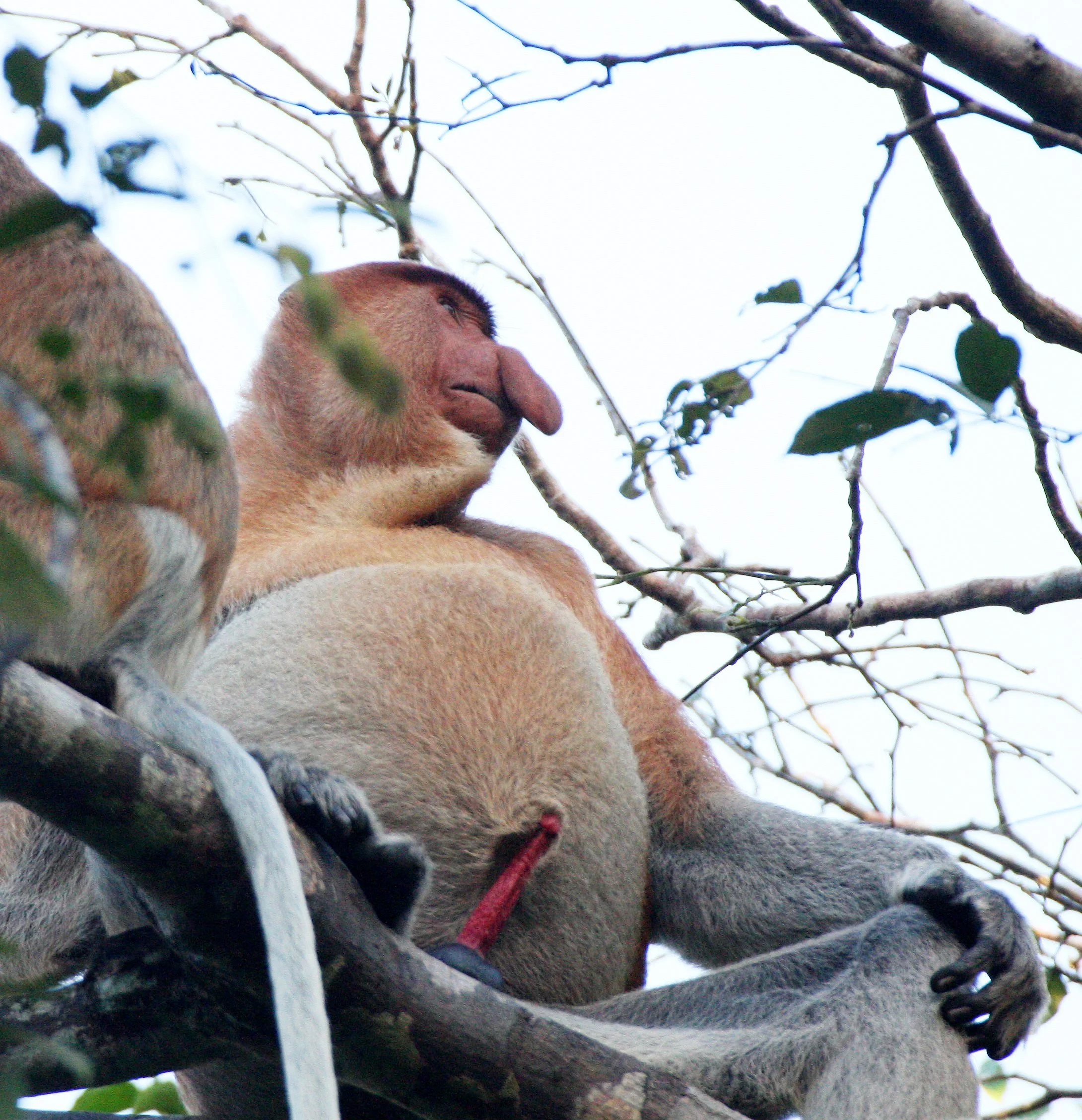 CERCOPITHECIDAE - Nasalis larvatus -PROBOSCIS MONKEY TROOP - KINABATANGAN RIVER BORNEO  (42).JPG