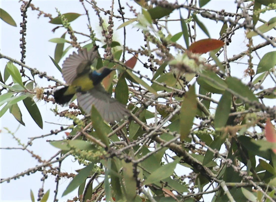 SUNBIRD - OLIVE-BACKED SUNBIRD - Nectarinia jugularis - THALE NOI WETLANDS PATTHALUNG PROVINCE (8).jpg