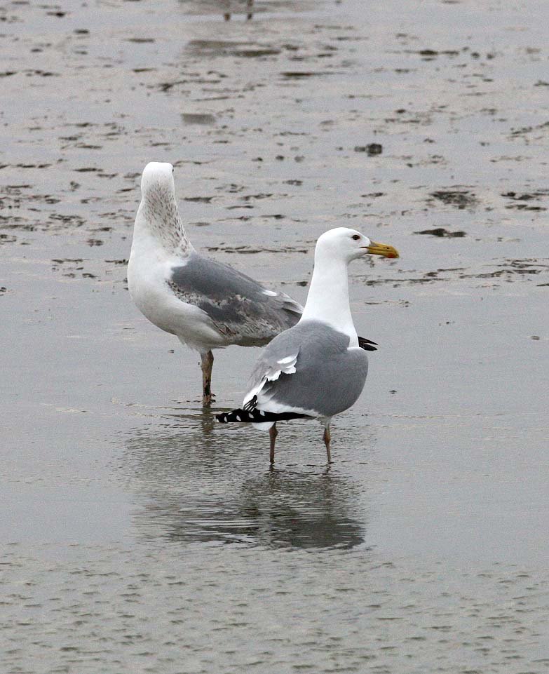 BIRD - GULL - MONGOLIAN GULL - YANCHENG CHINA (7).JPG