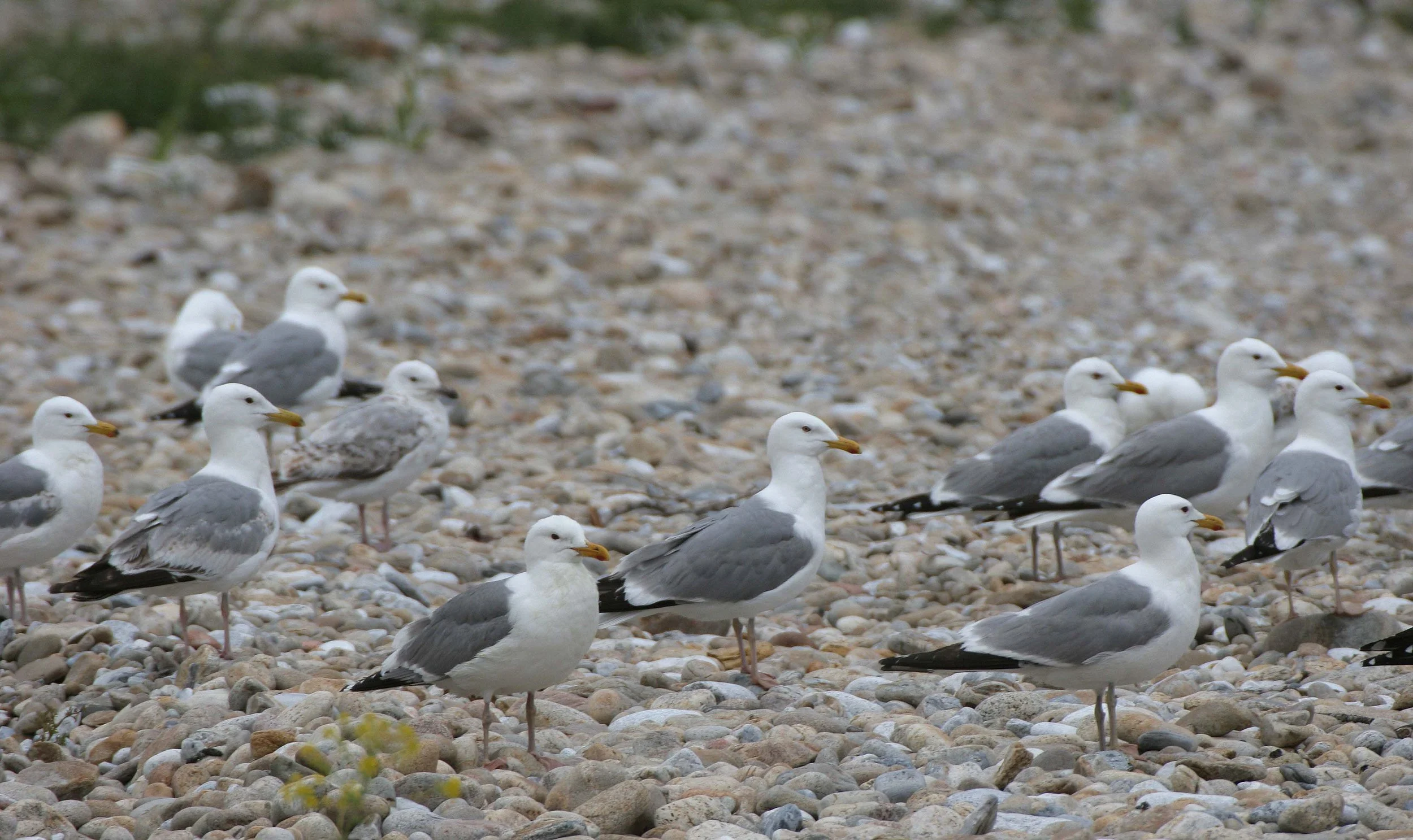 BIRD - GULL - HERRING GULLS ON SHORES OF OLKHON ISLAND LAKE BAIKAL RUSSIA (14).jpg