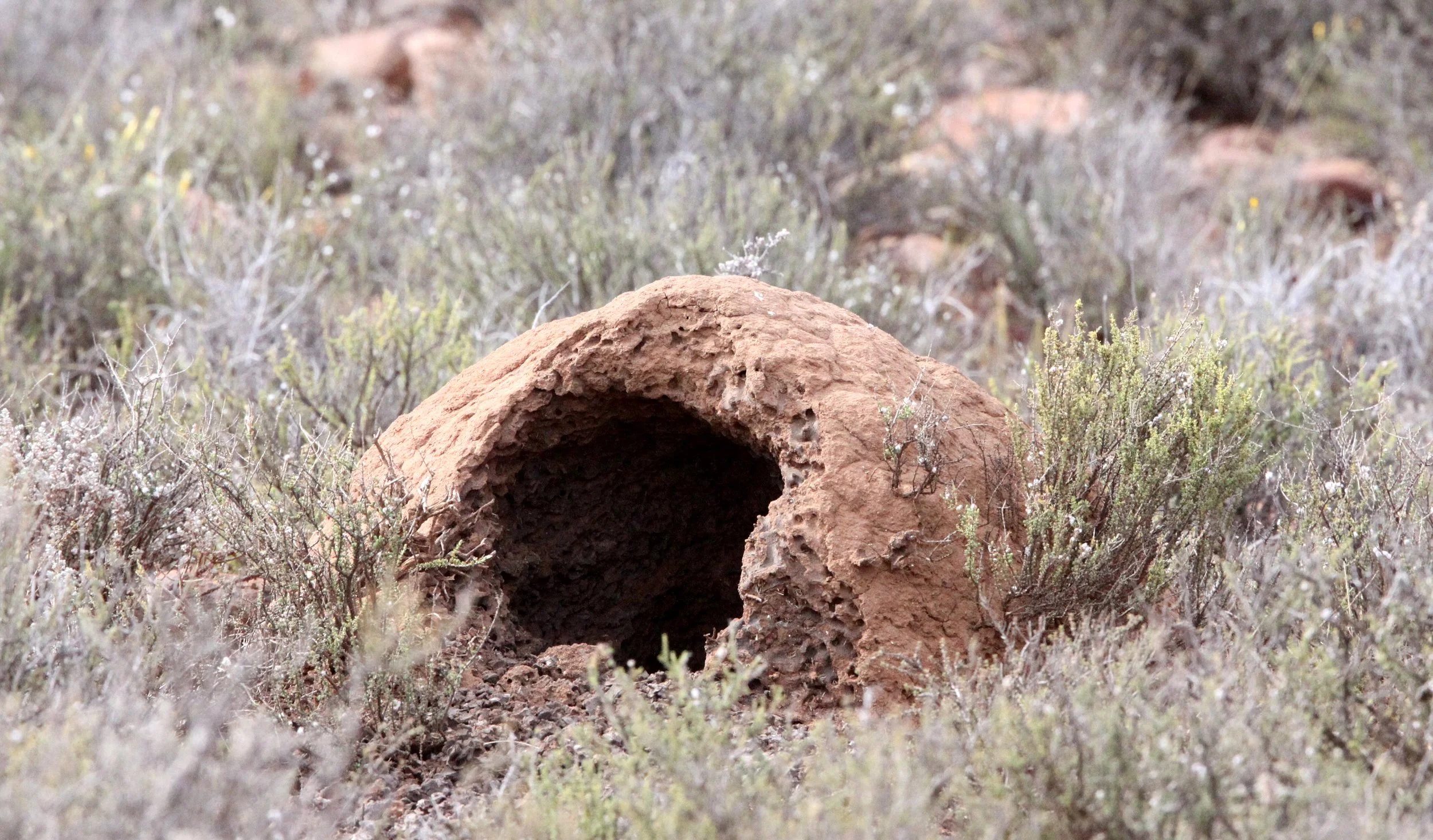 Proteles cristata - AARDWOLF - TERMITE MOUND DAMAGE - KAROO SOUTH AFRICA (9).JPG