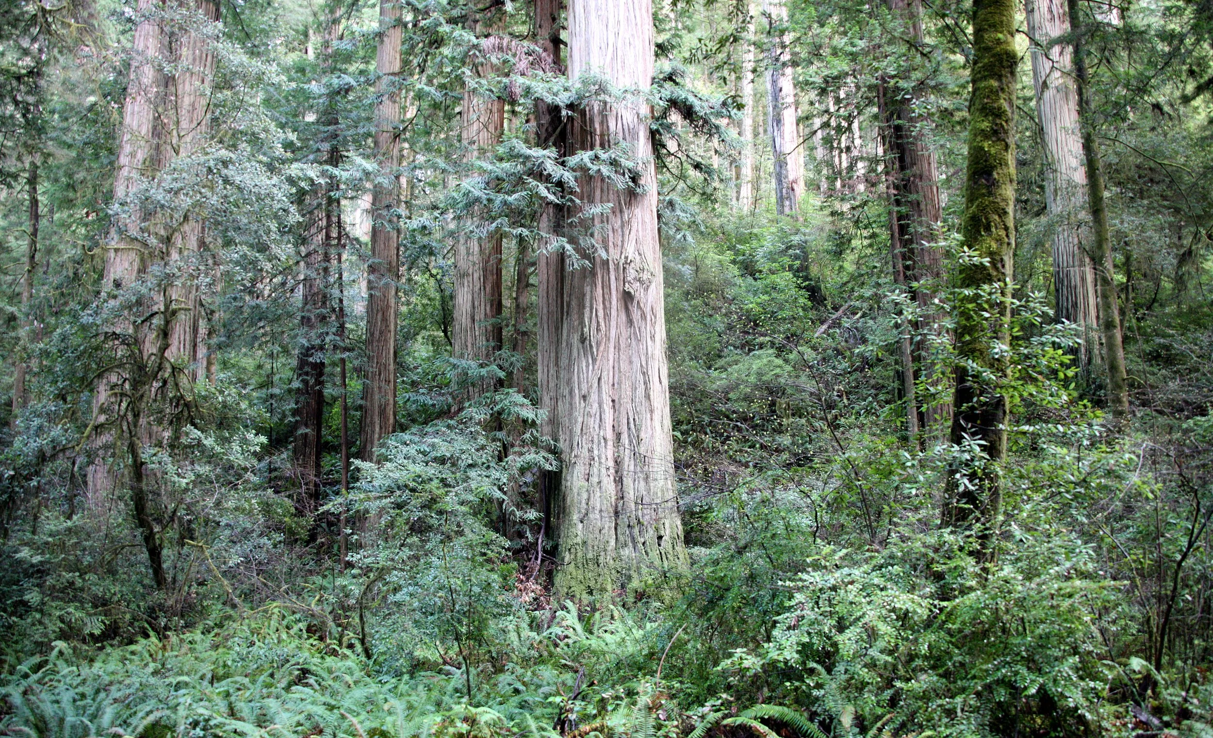 JEDIDIAH SMITH REDWOODS STATE PARK CALIFORNIA (17).JPG