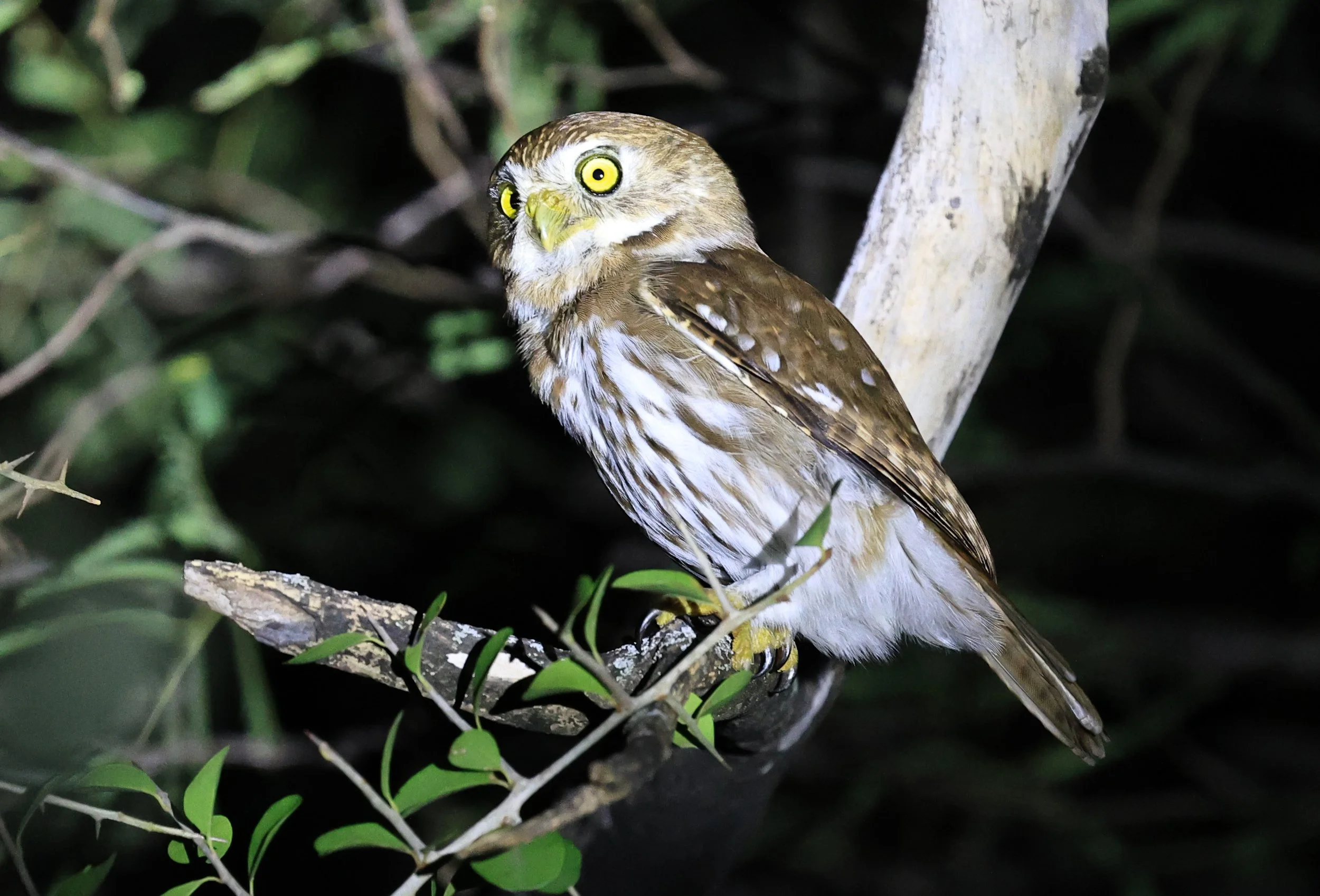 Ferruginous Pygmy-Owl (Glaucidium brasilianum) Reserva Nueland  Selva Serena (30).jpg