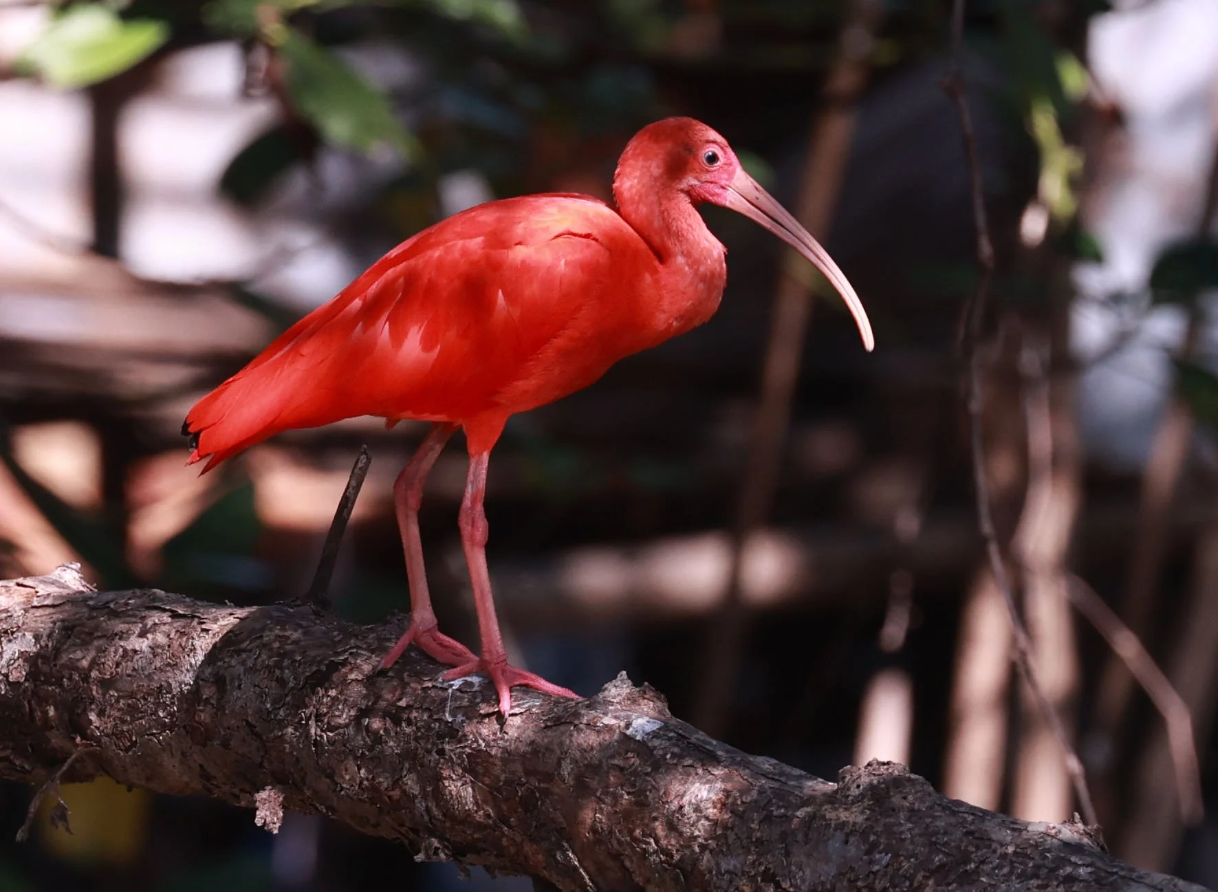 Ibis - Scarlet Ibis - Eudocimus ruber - 29 Songkaow Cafe, Chachoengsao Thailand (66).jpg