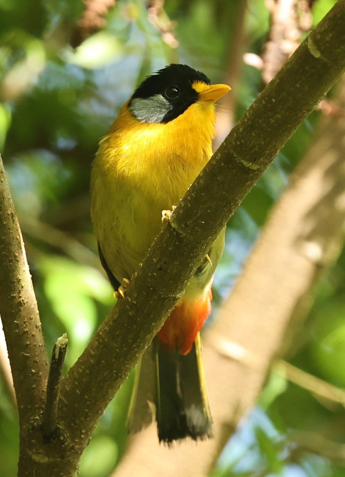 Leiothrix argentauris - SILVER-EARED MESIA - FRASER'S HILL, MALAYSIA JUNE 2022 (72)A.jpg