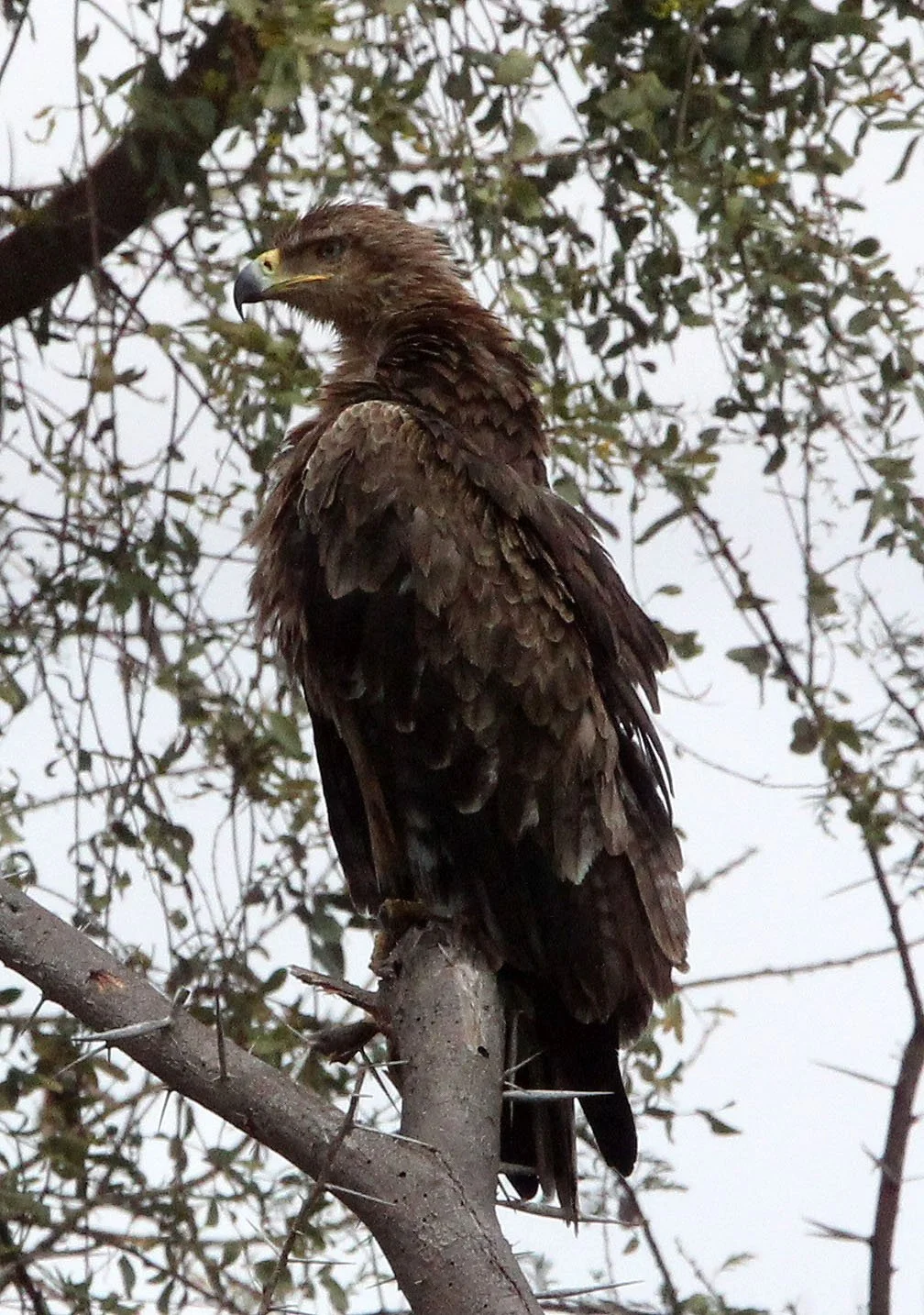 Aquila rapax - TAWNY EAGLE - SAMBURU NATIONAL PARK KENYA (7).JPG