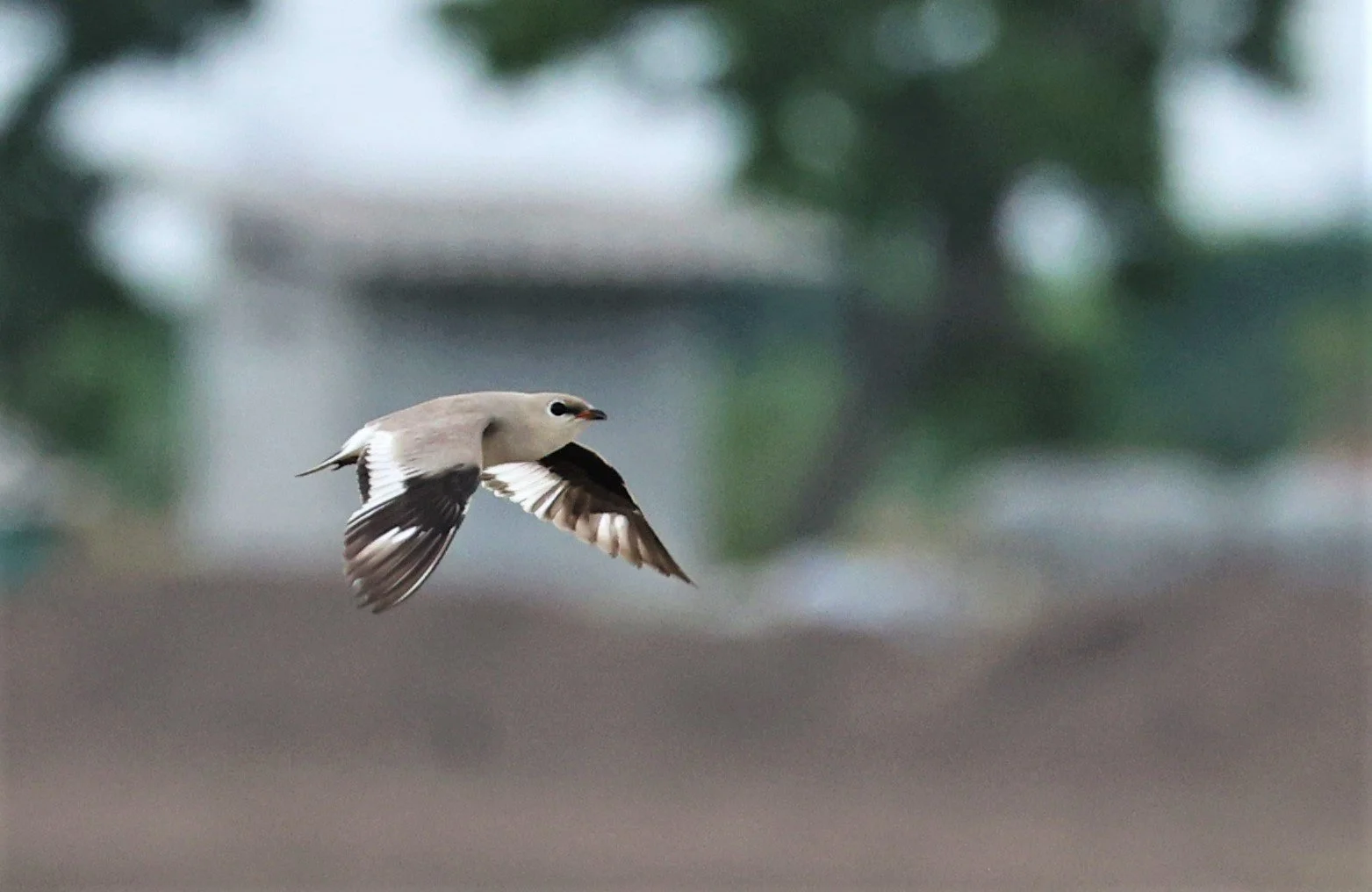 PRATINCOLE - SMALL PRATINCOLE - Glareola lactea - BANG KHAEM NAKHON PATHOM JUNE 3 2022 (19).jpg