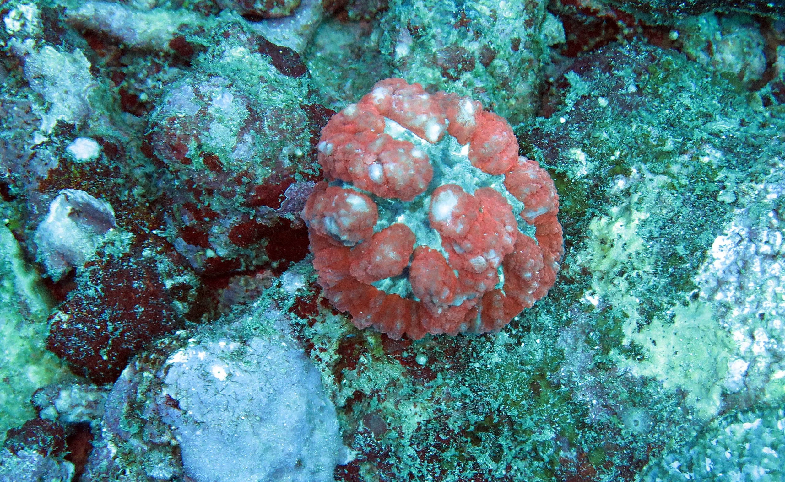 2014 Similan Islands Marine Park Thailand ISB Dive Trip (45).JPG