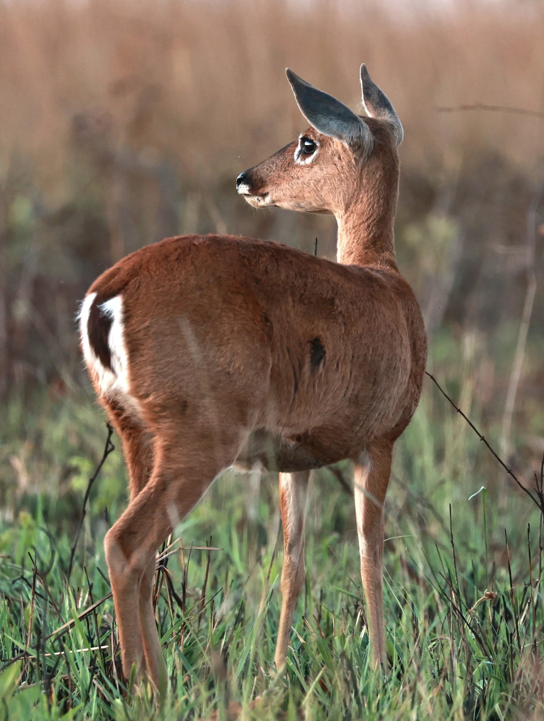Ozotoceros bezoarticus bezoarticus - Pampas Deer -  Emas National Park, Goias Brazil (64).JPG
