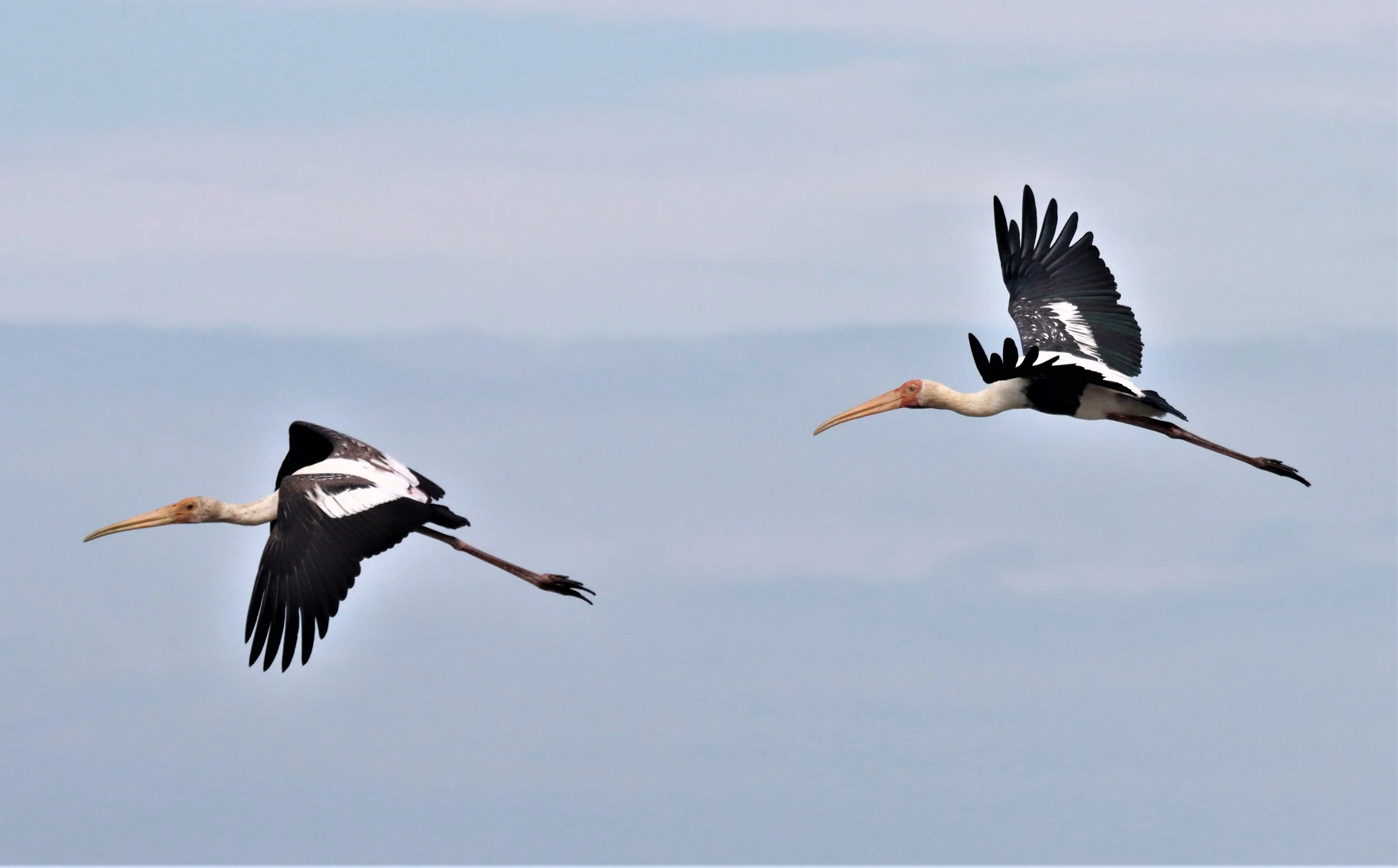 STORK - PAINTED STORK - Mycteria leucocephala - BUENG BORAPHET NAKHON SAWAN AUGUST 2021 (13).jpg