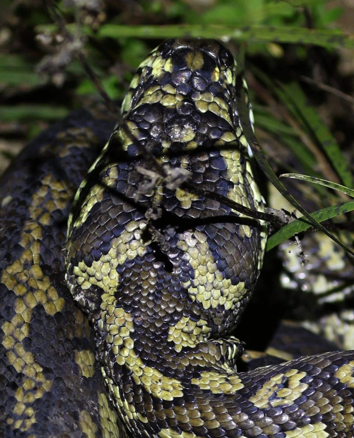 Carpet Python (Morelia spilota) Mount Hypipamee Crater NP & Vicinity - Queensland (22).jpg