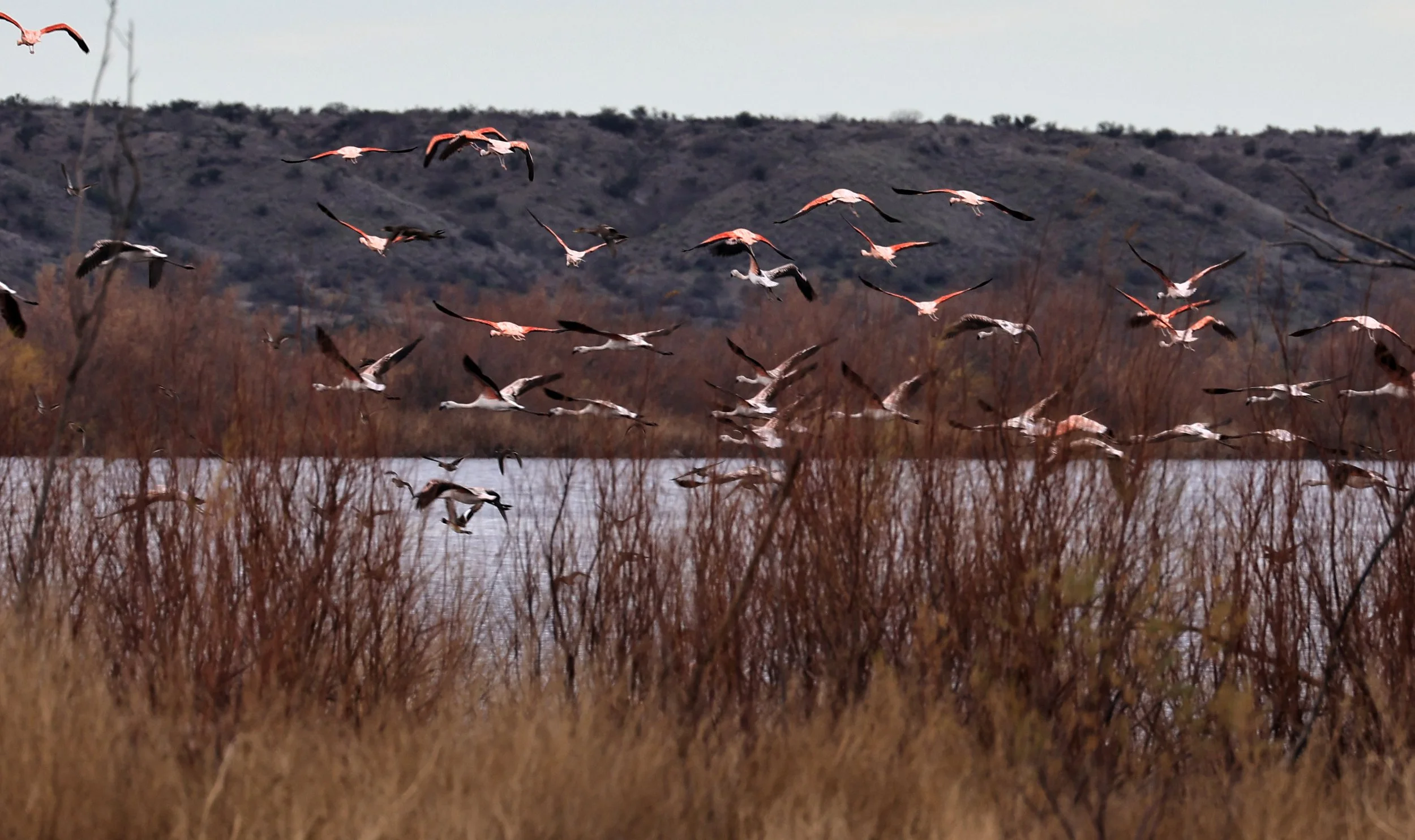 Chilean Flamingo (Phoenicopterus chilensis) Lagunas del Ornitólogo, Trelew Argentina (63).jpg
