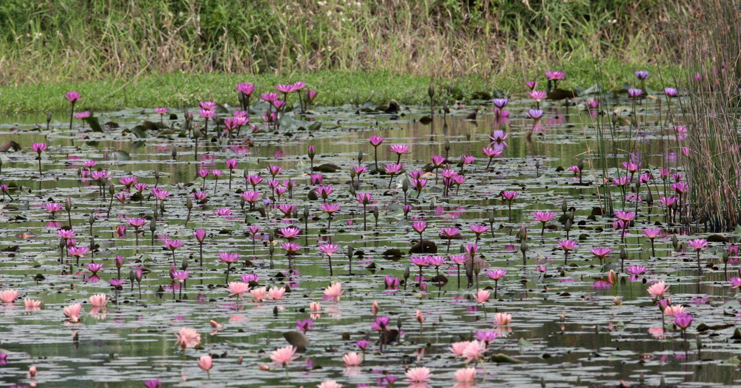 MAI PO WETLANDS HONG KONG (3).JPG